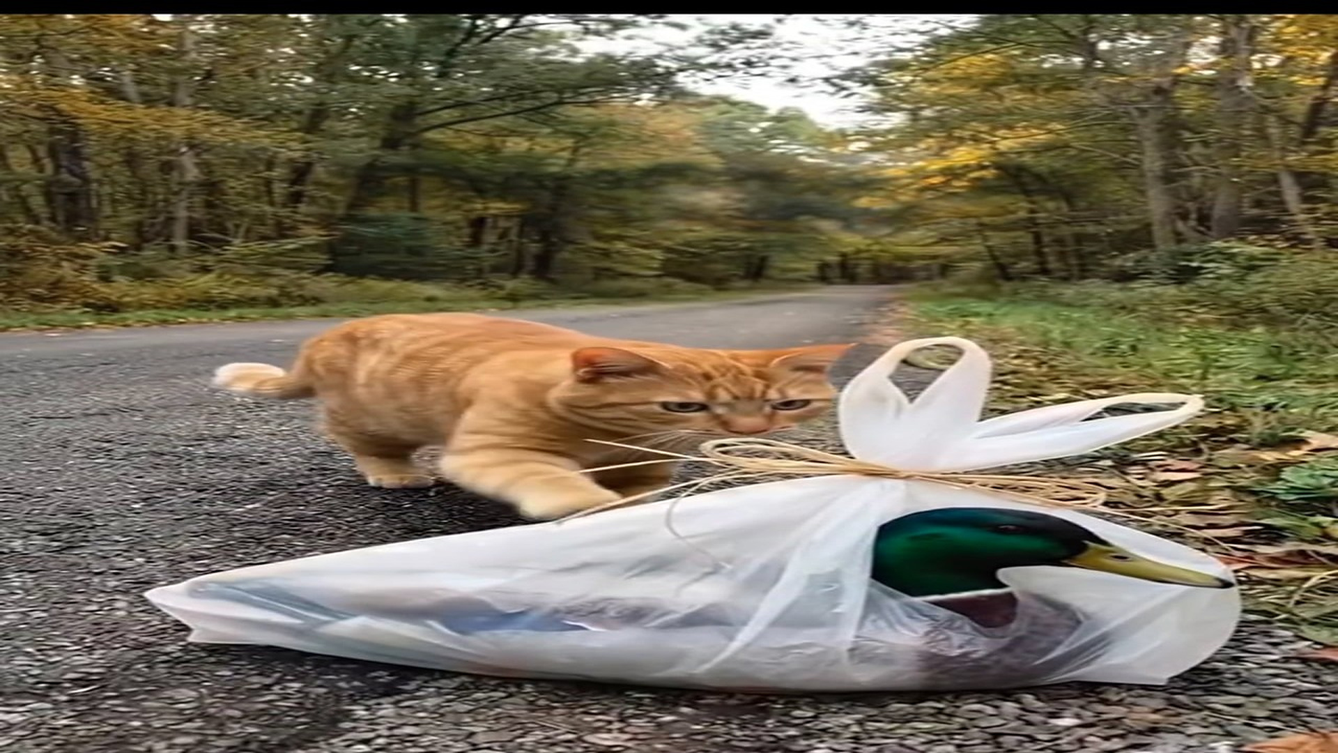 Full Video : N0808023_A Cat s Kindness Saved a Trapped Duck #AnimalRescue #CatHero #DuckResc