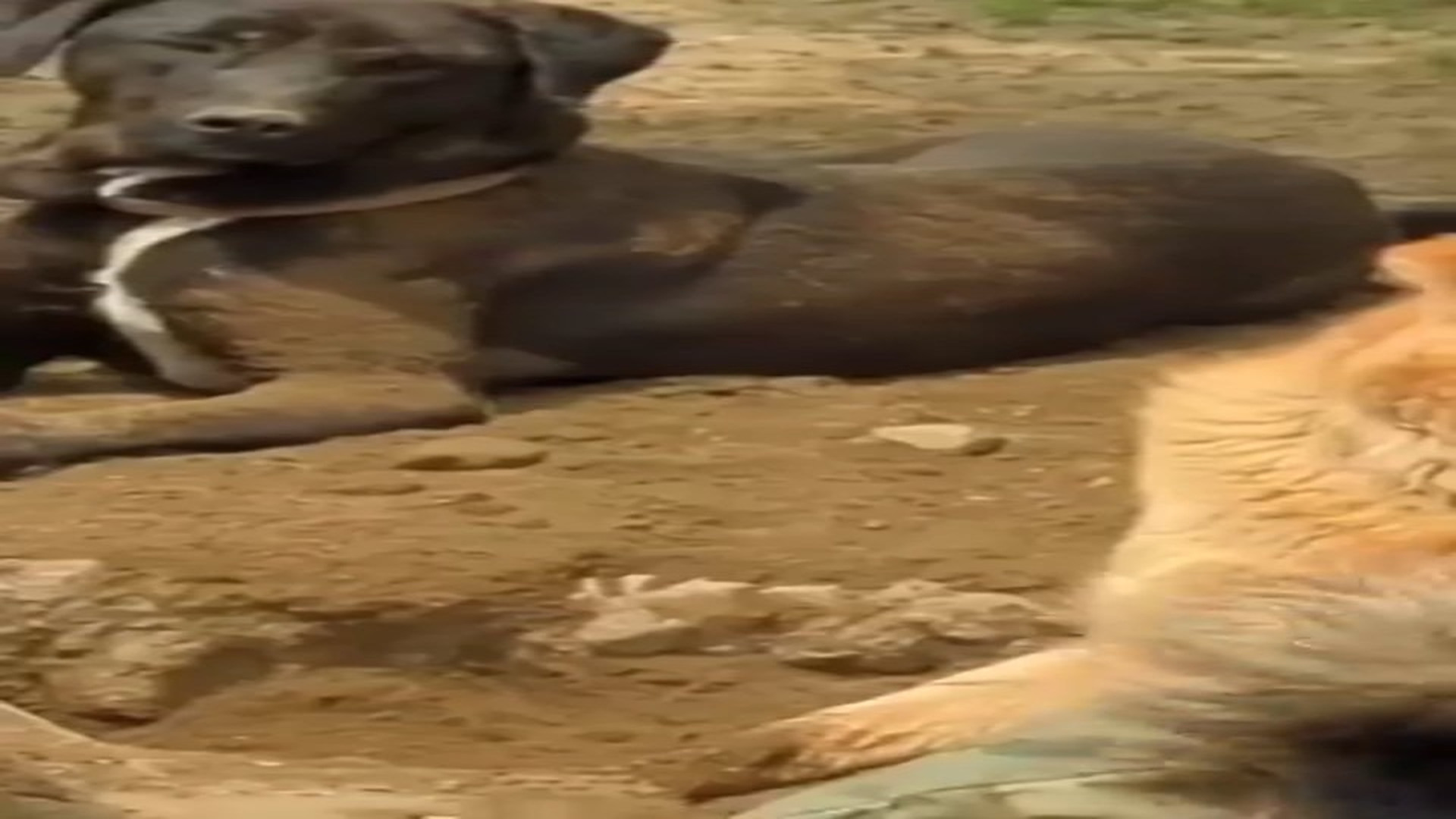 Full Video : N0808022_Sheffi After Treatment. #shorts #puppy #animals #puppybath #doglover #do
