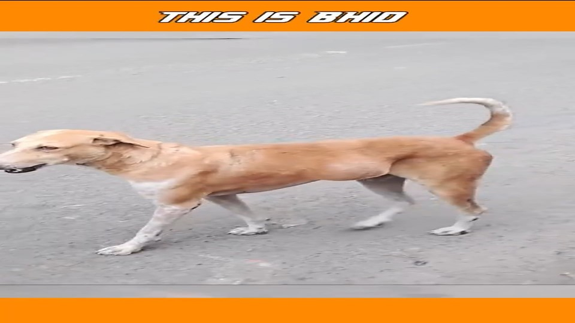 Full Video : N0808018_Stray Dog Huge Abscess In Belly #puppybath #shorts #puppylove #dog