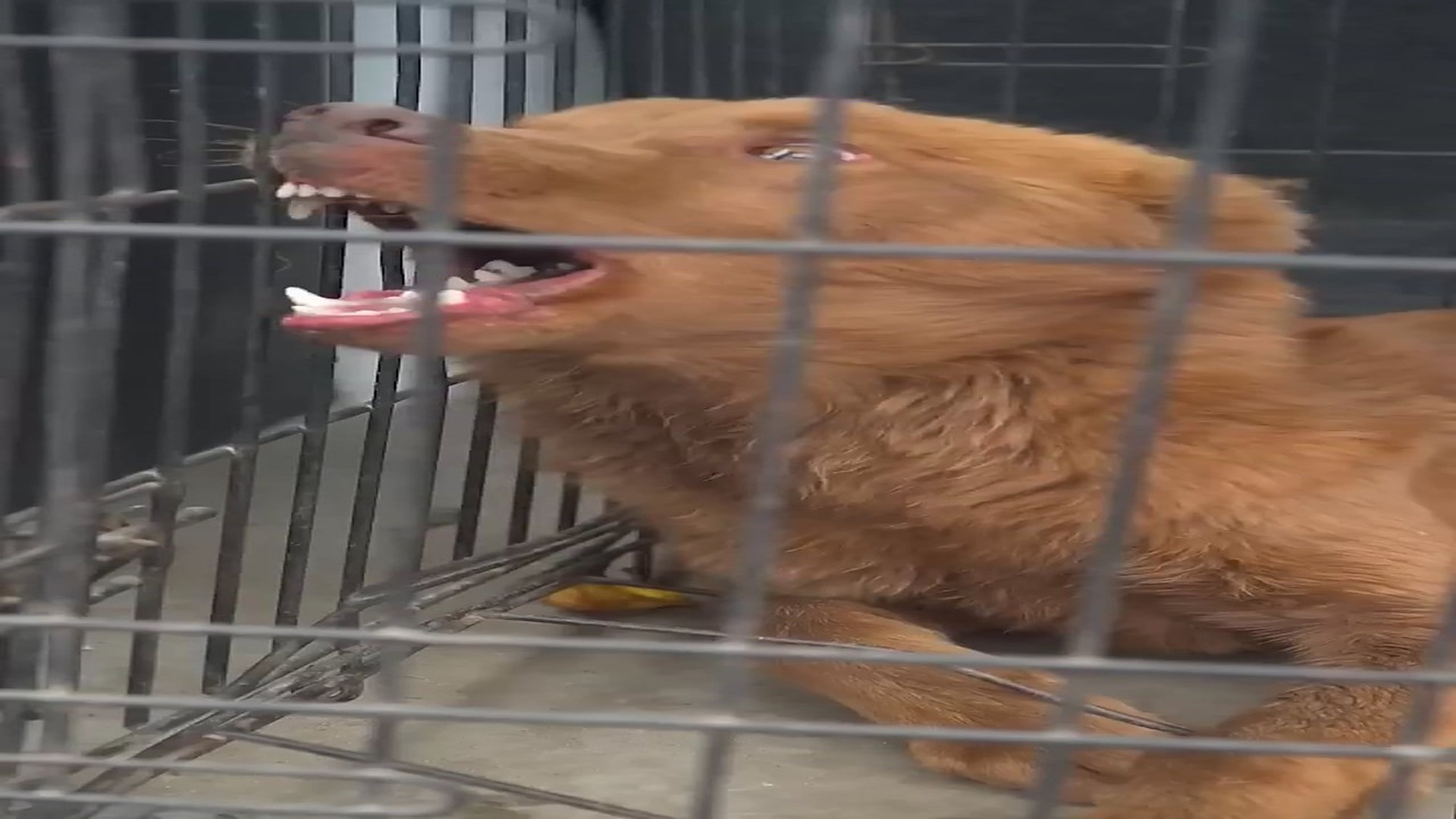 Full Video : N0808013_K Stray Dog Serious Rabies! A deadly viral infection #pet #dog #pupp