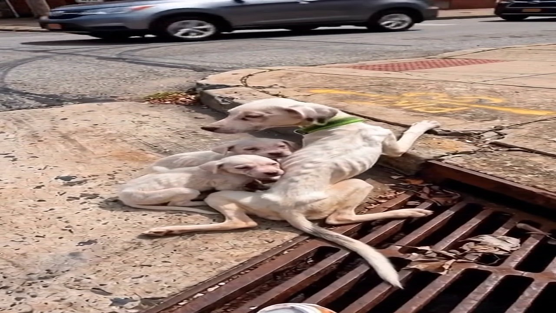 Full Video : N0808014_A Mother Dog Risked Everything to Protect Her Puppies #dog #doglover
