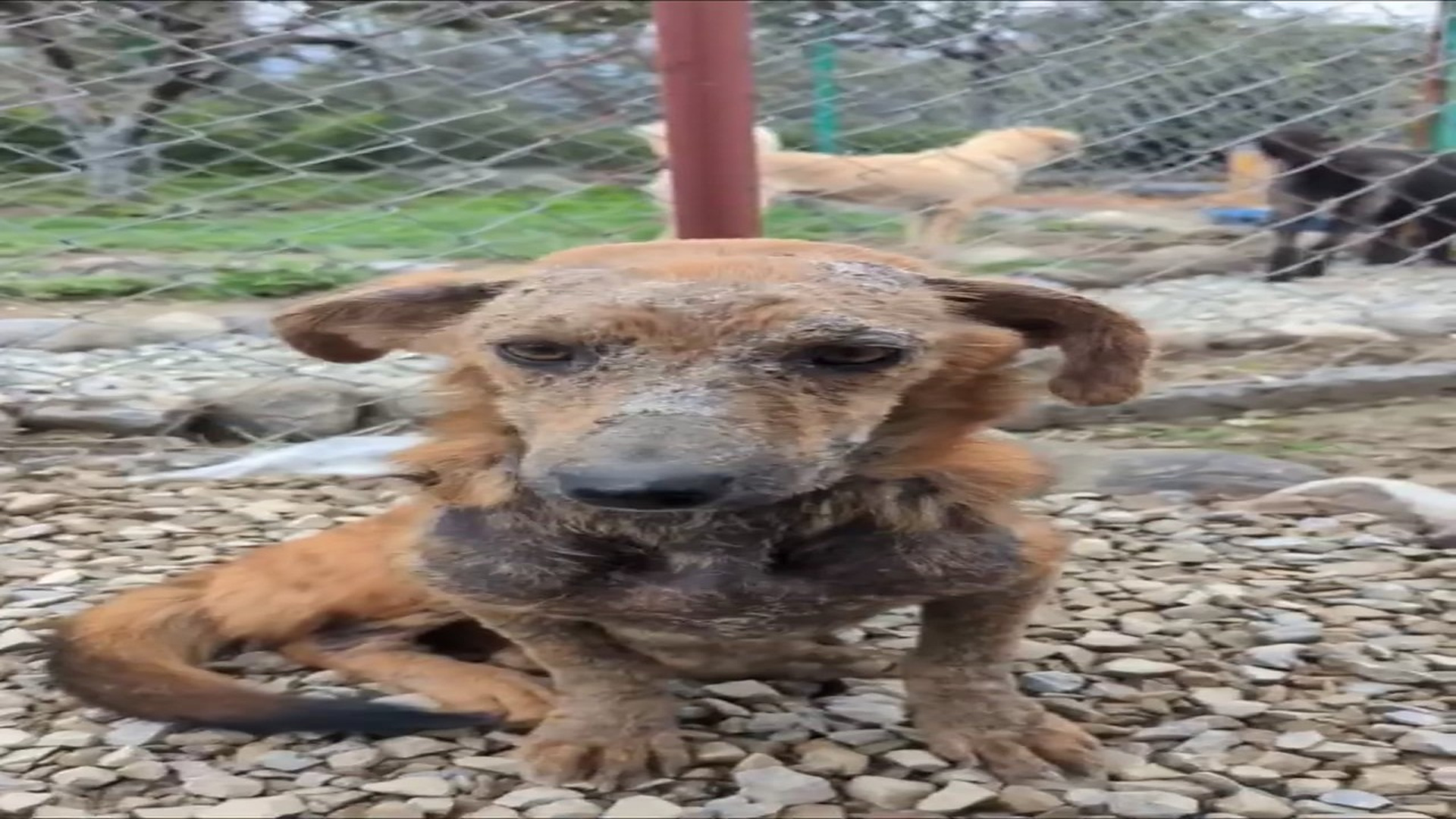 Full Video : N0808012_Skin Infection Street Dog #treatment #puppylove #shorts #puppybath #dog