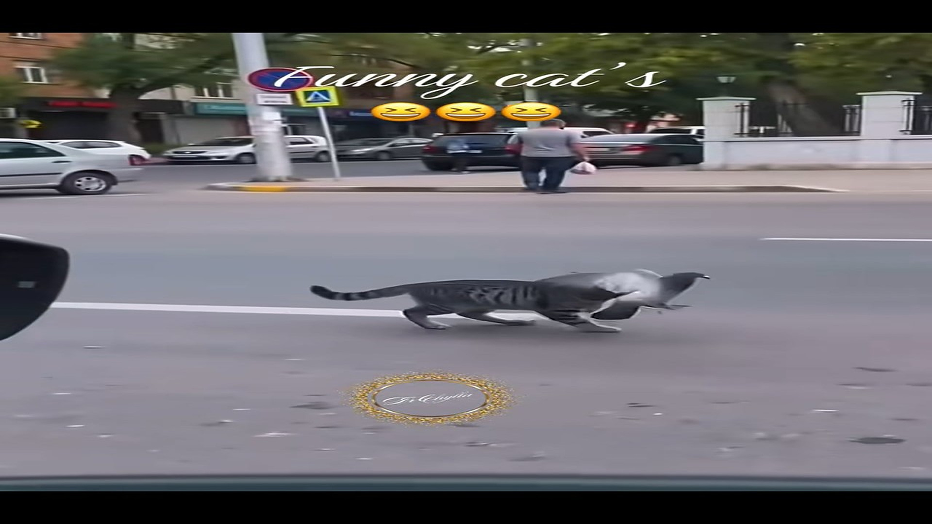 Parte 2 : N1008001_# funnycats#rescue #rescueanimals #lover #animalsoftiktok