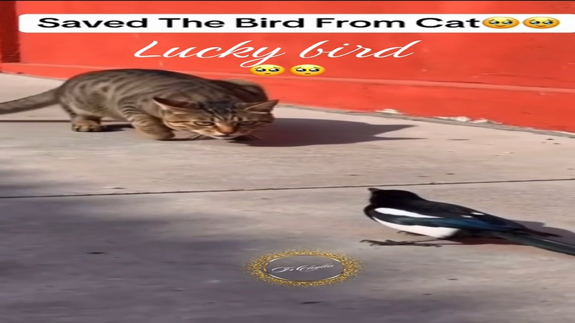 Parte 2 : N1008002_#bird #rescue #rescueanimals #lover #animalsoftiktok