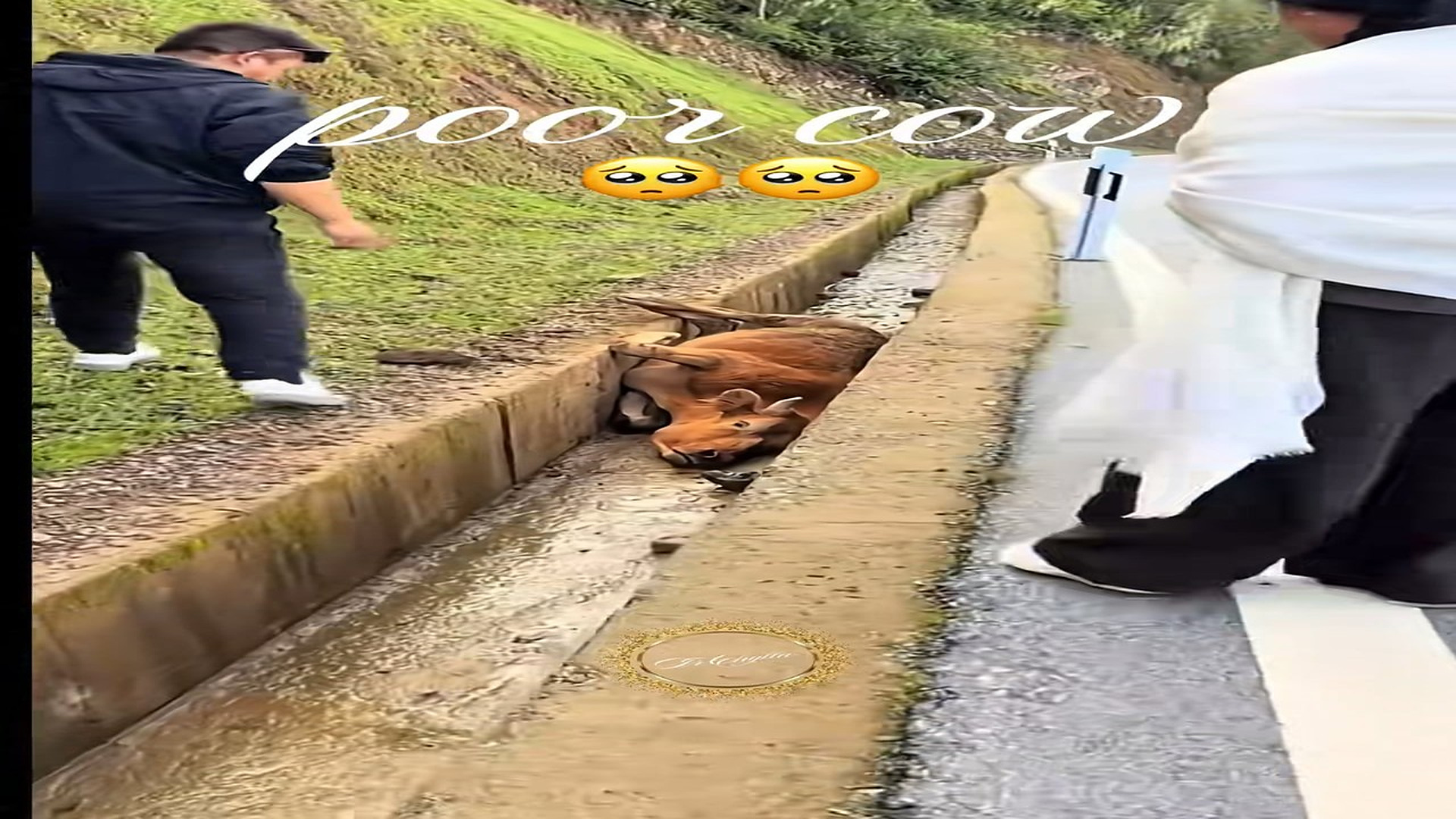 Parte 2 : N1008005_#cow #rescue #rescueanimals #animalsoftiktok #lover