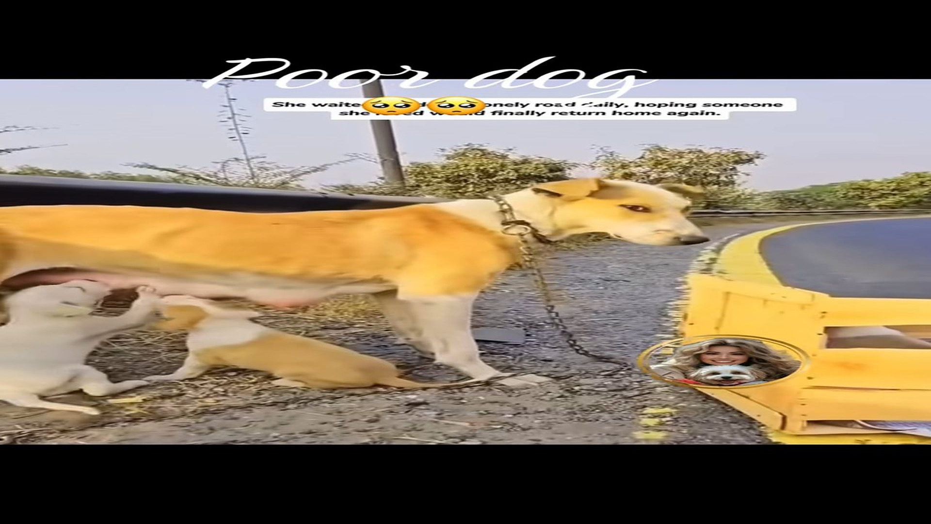 Parte 2 : N1008007_#dog #rescue #animal #lover #petsoftiktok (1)