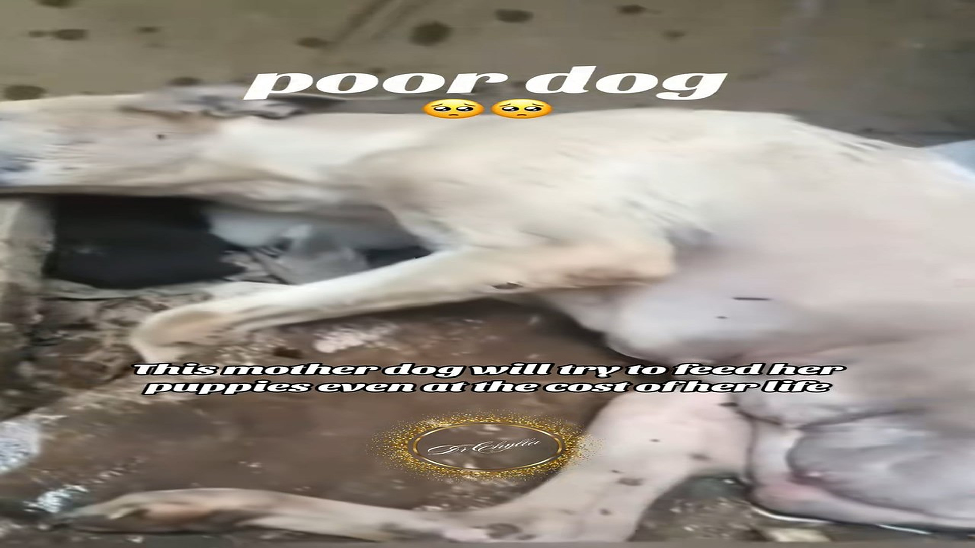 Parte 2 : N1008013_#dog #rescue #rescueanimals #animalsoftiktok #lover (3)