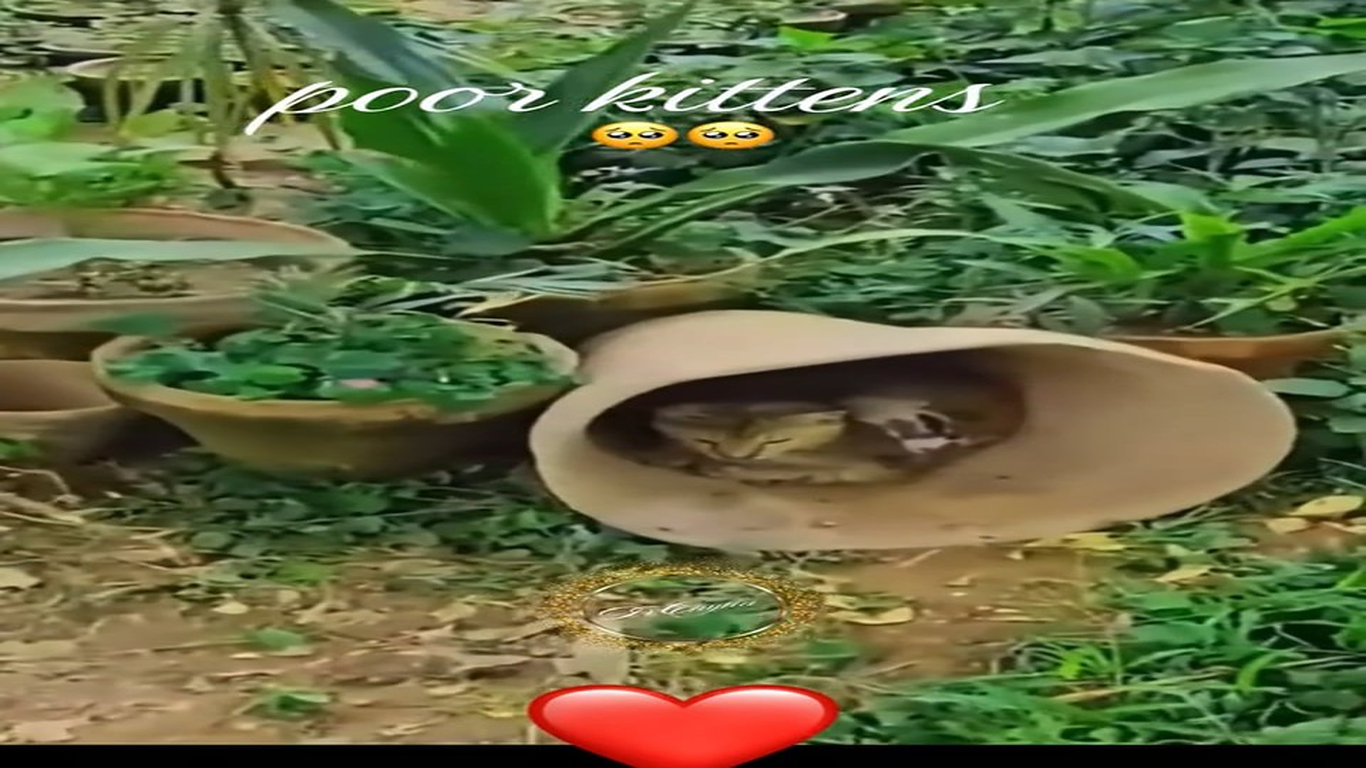 Parte 2 : N1008024_#kitten #rescue #rescueanimals #animalsoftiktok #lover