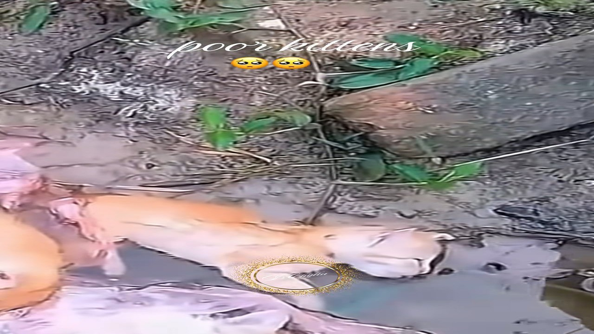 Parte 2 : N1008025_#kitten #rescue #rescueanimals #lover #animalsoftiktok (1)