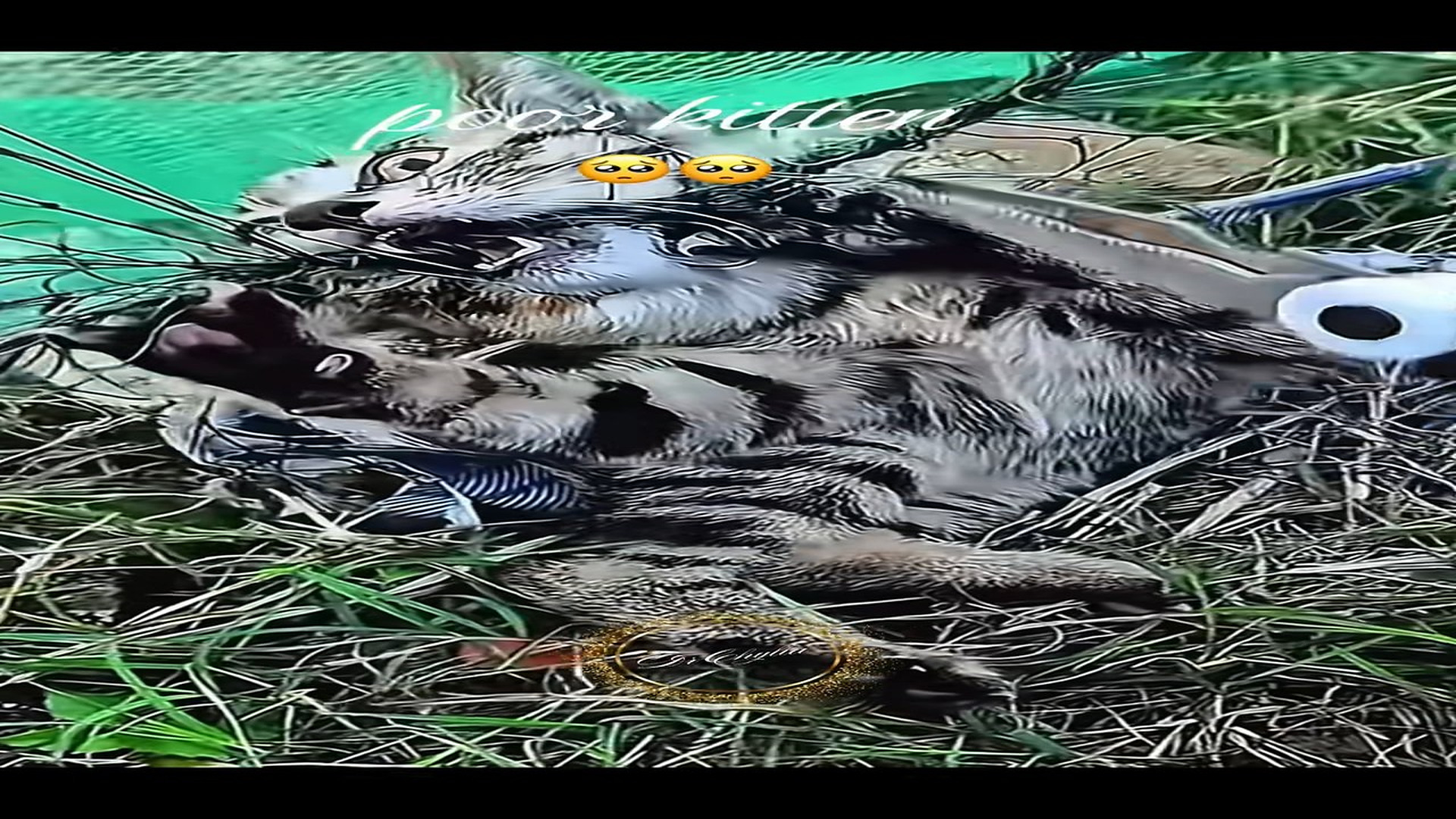 Parte 2 : N1008029_#kitten#rescue #rescueanimals #lover #animalsoftiktok