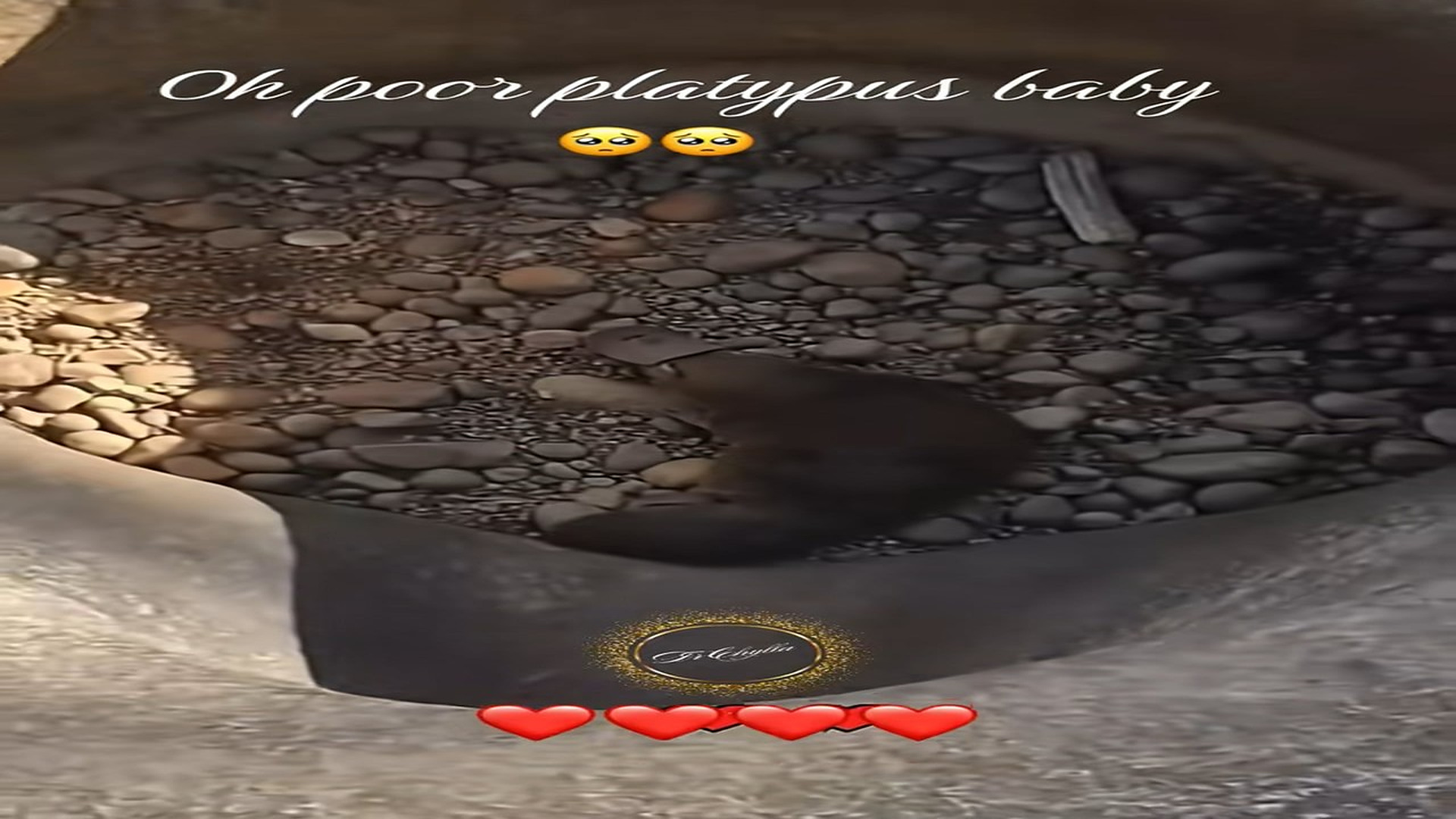 Parte 2 : N1008032_#platypus #rescue #rescueanimals #animalsoftiktok #lover