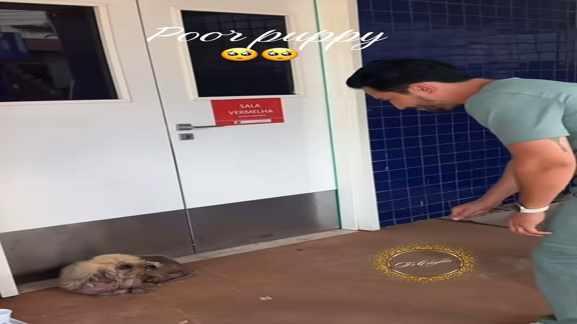 Parte 2 : N1008033_#puppydog #rescue #animal #lover #petsoftiktok (1)