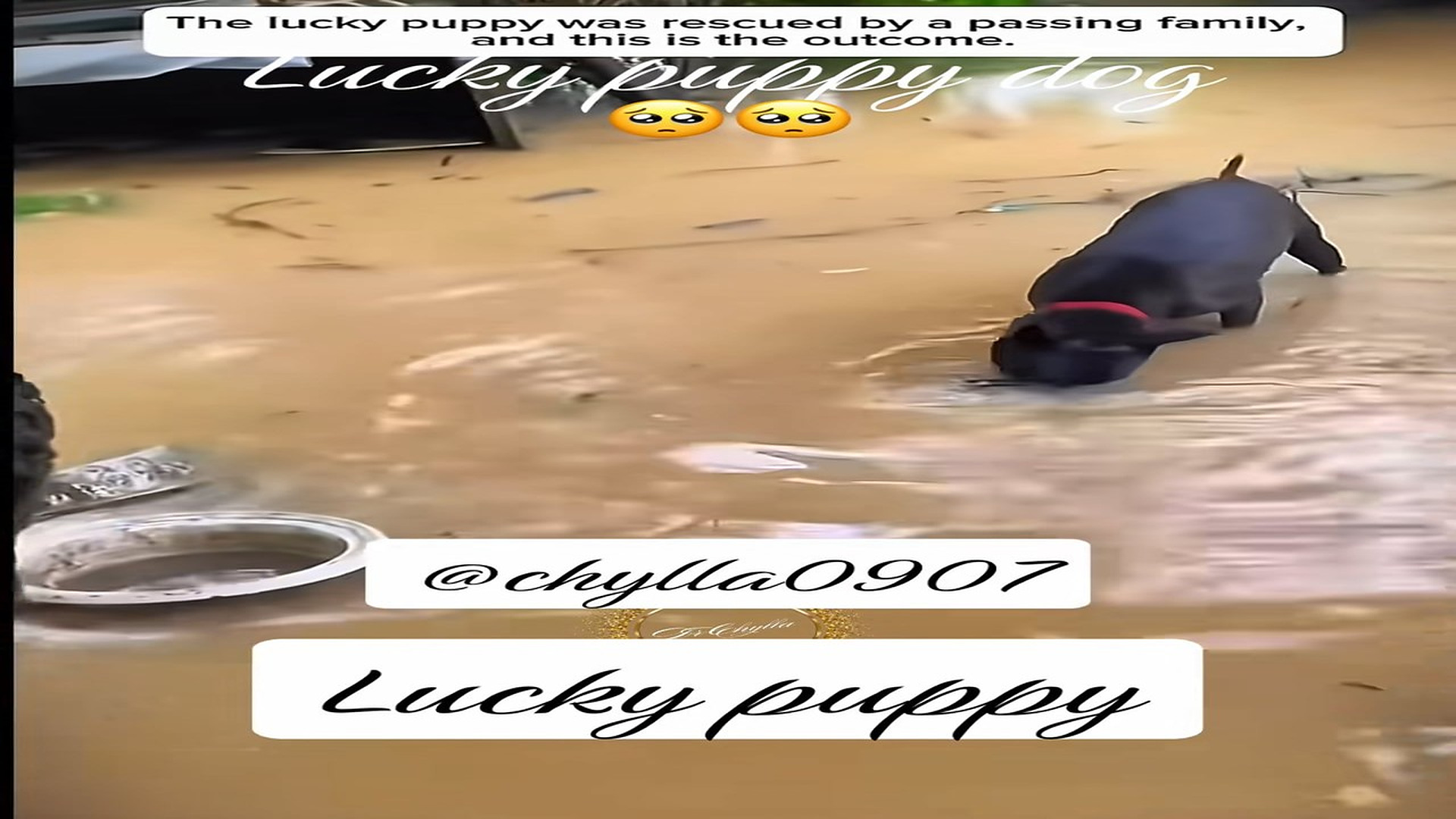Parte 2 : N1008036_#puppydog #rescue #rescueanimals #animalsoftiktok #lover (2)