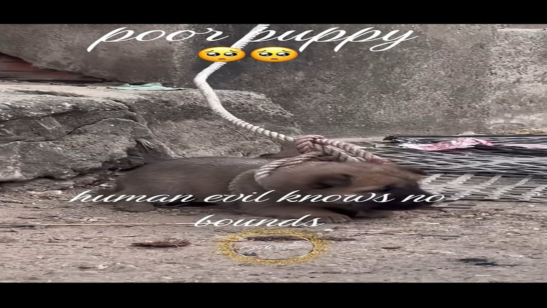 Parte 2 : N1008037_#puppydog #rescue #rescueanimals #animalsoftiktok #lover (3)