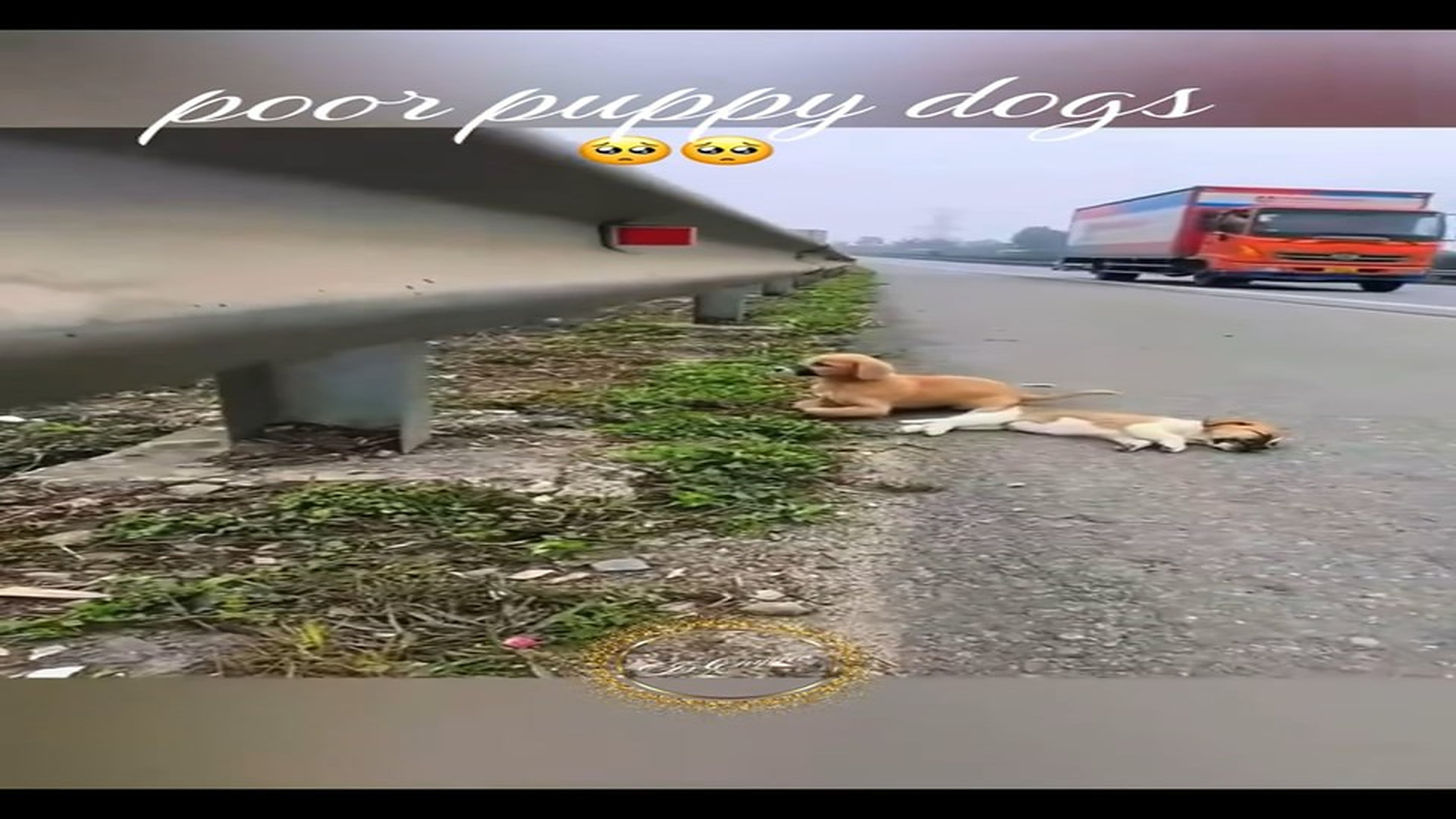 Parte 2 : N1008038_#puppydog #rescue #rescueanimals #animalsoftiktok #lover
