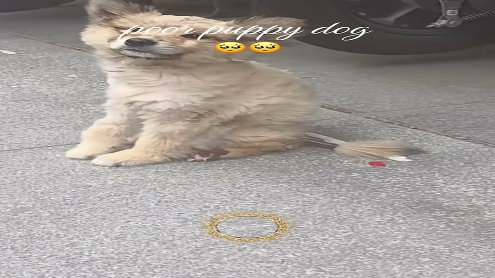Parte 2 : N1008039_#puppydog #rescue #rescueanimals #lover #animalsoftiktok (1)