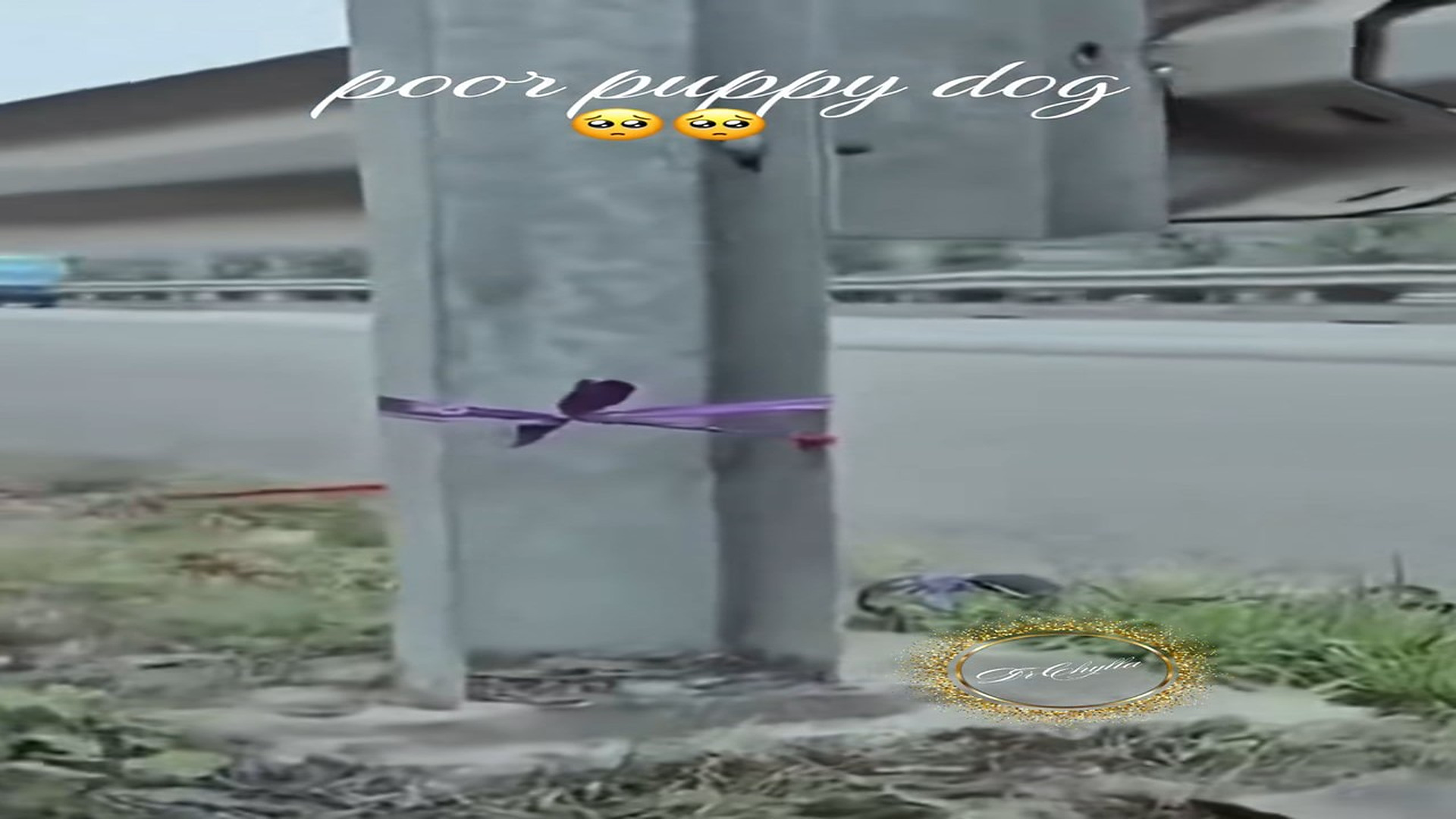 Parte 2 : N1008041_#puppydog #rescue #rescueanimals #lover #animalsoftiktok
