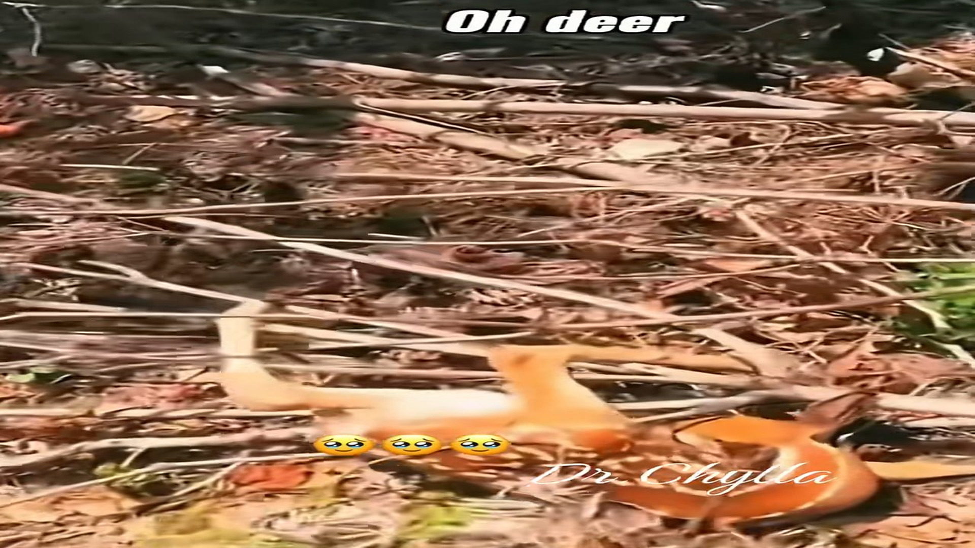 Full Video : N1108003_#deer #babydeer #animal #rescue #animalsoftiktok