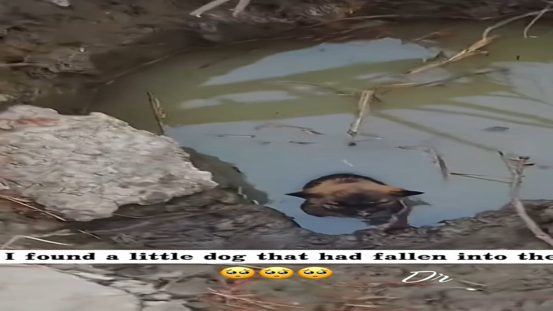 Full Video : N1108004_#poordog#dog #dogrescue #rescue #animals