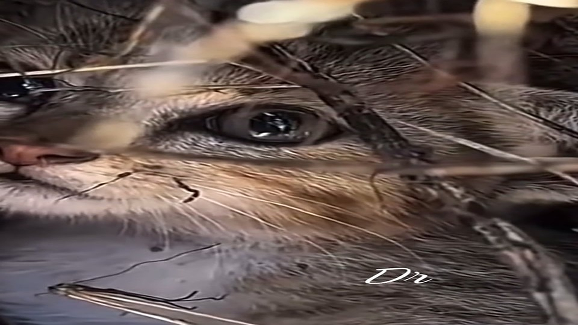 Full Video : N1108006_#rescueanimals #rescue #animals #cat##animalsoftiktok