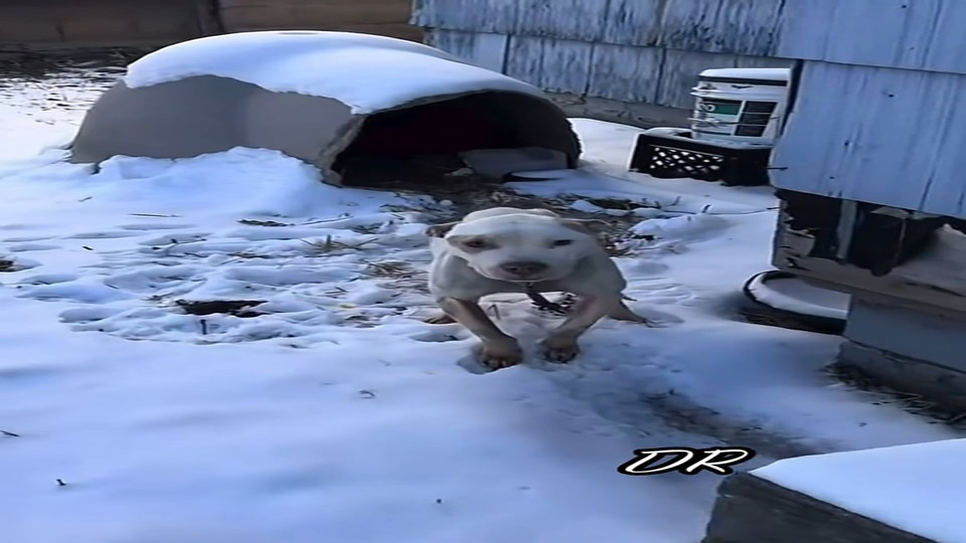 Full Video : N1108010_Another dog was saved from starvation and freezing#animals #rescue #dog