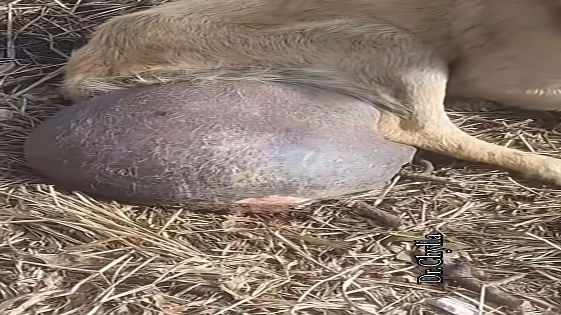 Full Video : N1108015_dog was found to have very nasty tumor between his back legs