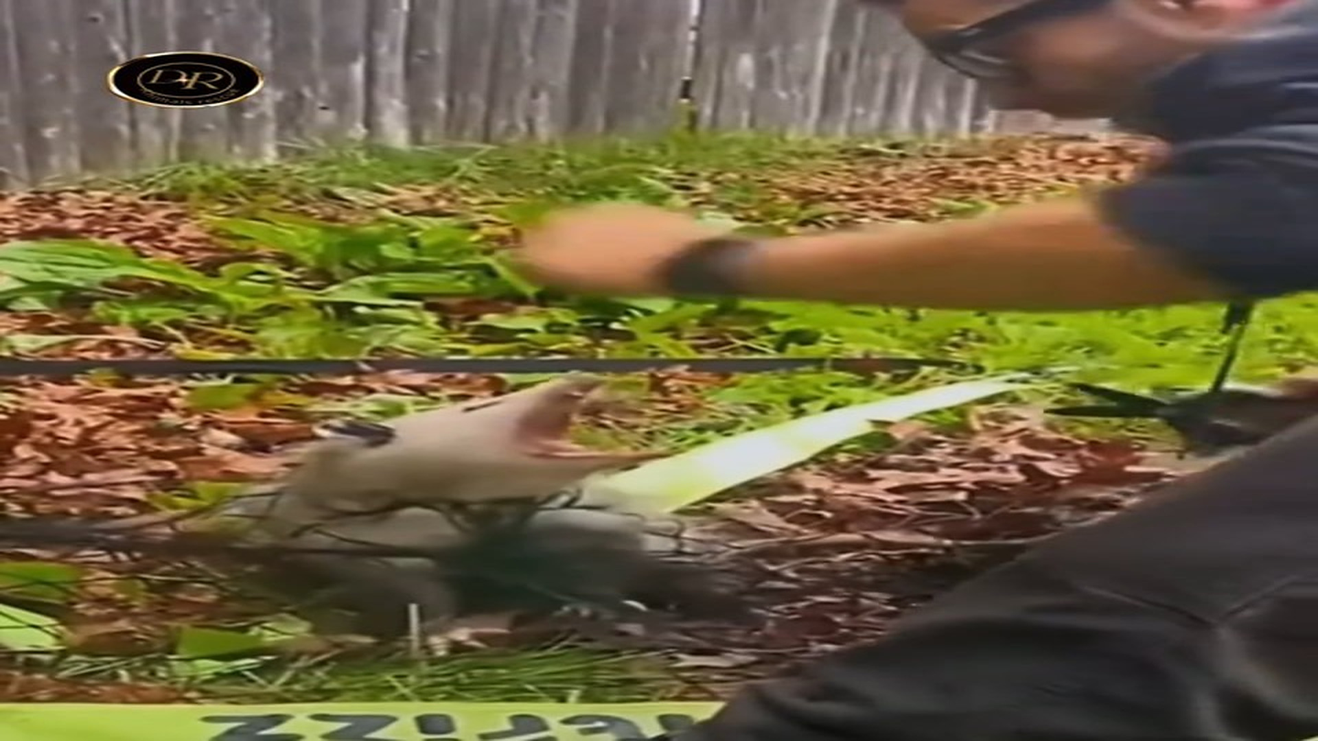 Full Video : N1108016_Everyone left but this man stayed to save this angry opossum.#animals #rescue #opossum