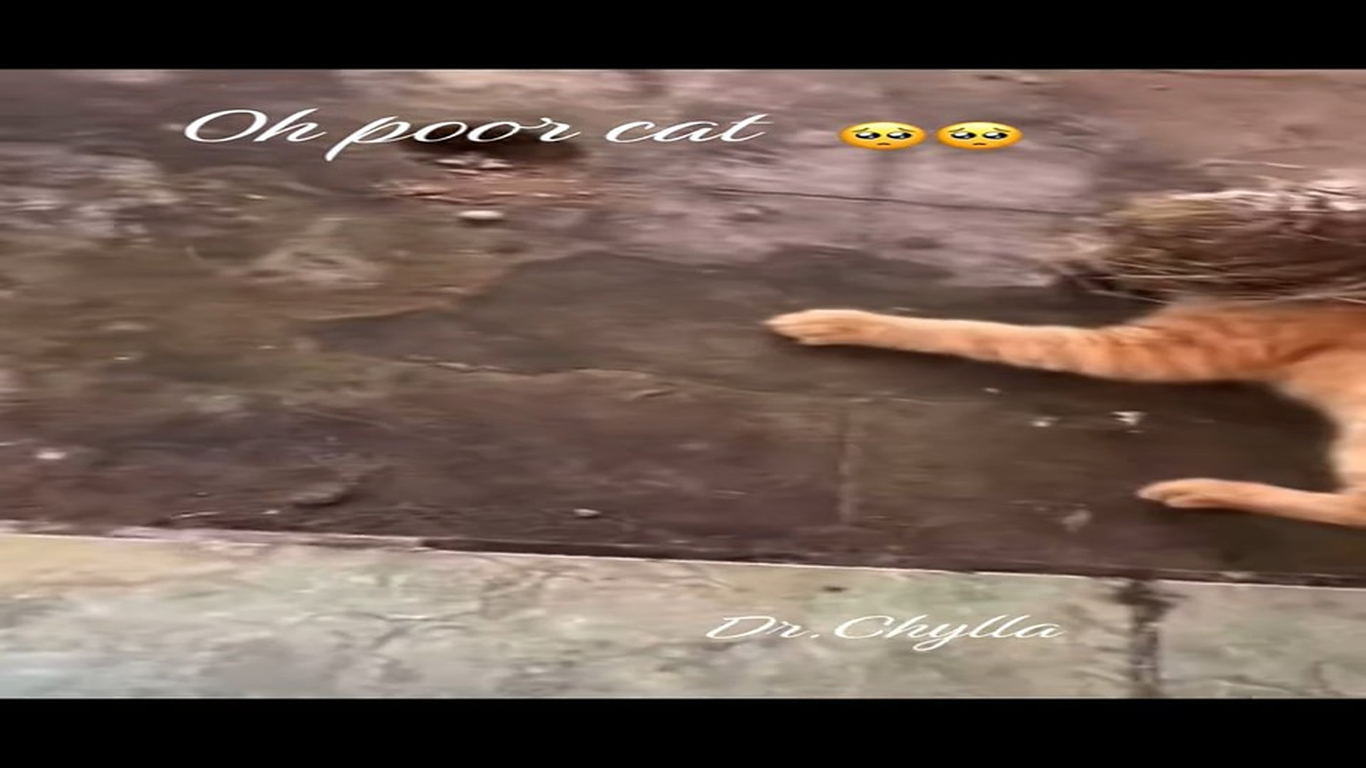 Full Video : N1108026_poor cat#cat #catrescue #rescue #petsoftiktok