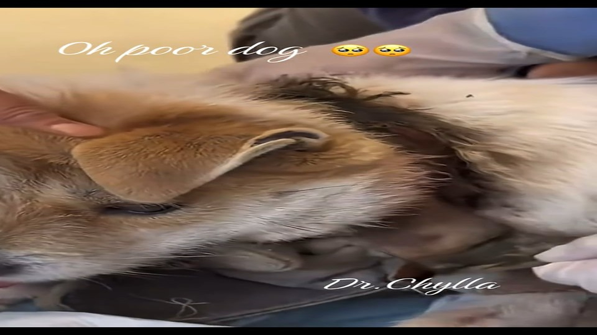 Full Video : N1108033_poor dog#dog #dogrescue #rescue #petsoftiktok