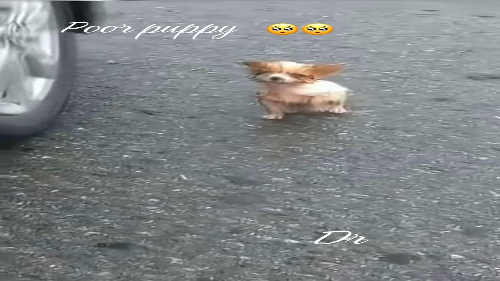 Full Video : N1108036_poor puppy#rescueanimal #rescue #puppy#petsoftiktok
