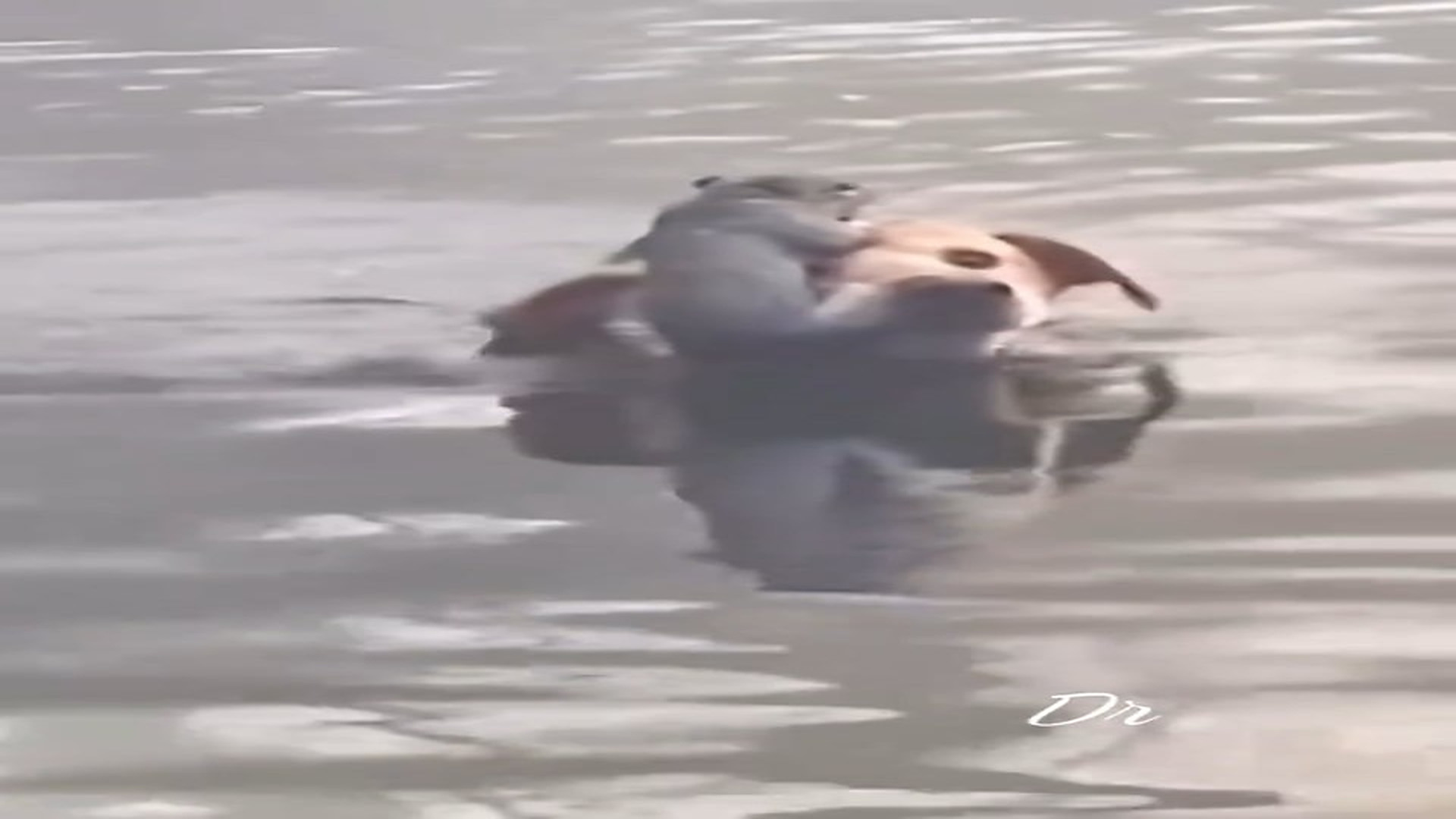 Full Video : N1108043_The dog saved the squirrel from the water.#squirrelrescue#rescue #animals #animalsoftiktok