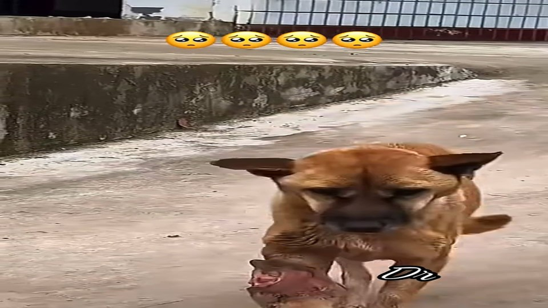 Full Video : N1108044_The dog's leg was severely injured, unfortunately the only solution was amputation.#animals #rescue