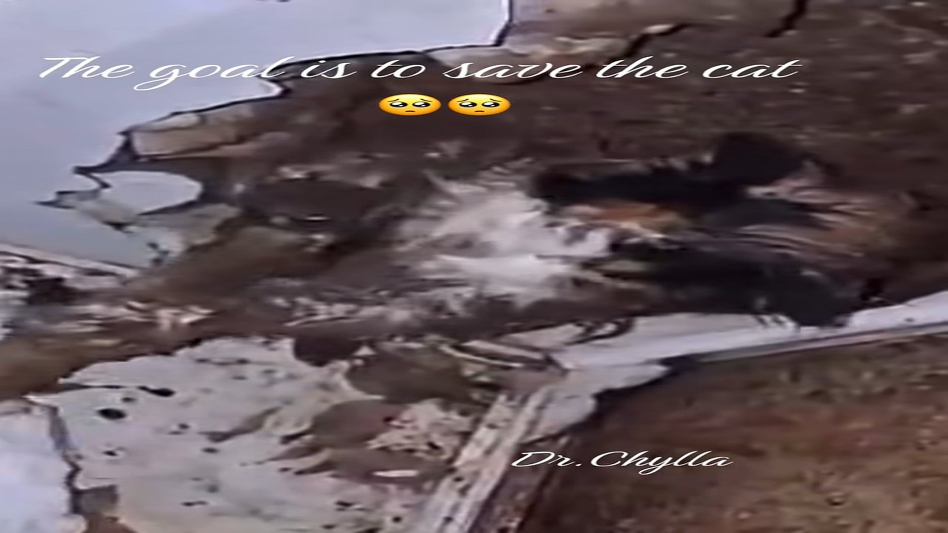 Full Video : N1108045_The goal is to save the cat#cat #catrescue #rescue #petsoftiktok
