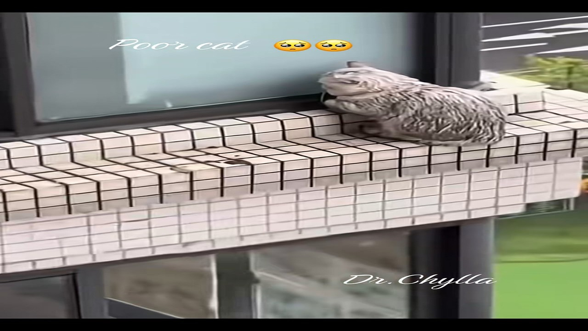Full Video : N1108046_The poor cat climbed out the window but couldn't climb back in, but luckily it was rescued#cat #catr