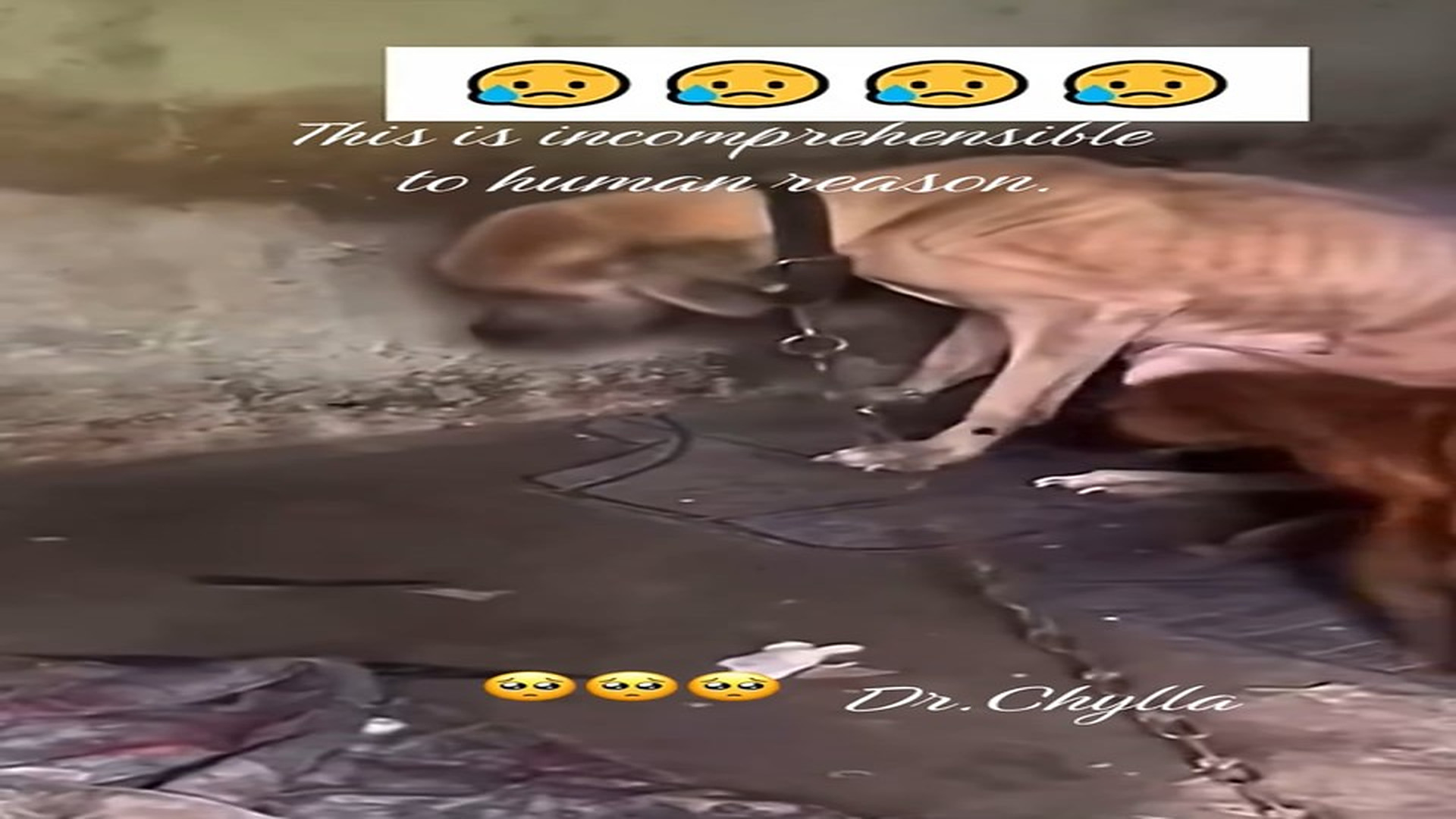 Full Video : N1108048_These two starving dogs were rescued completely emaciated#dog #rescue #animals #animalsoftiktok