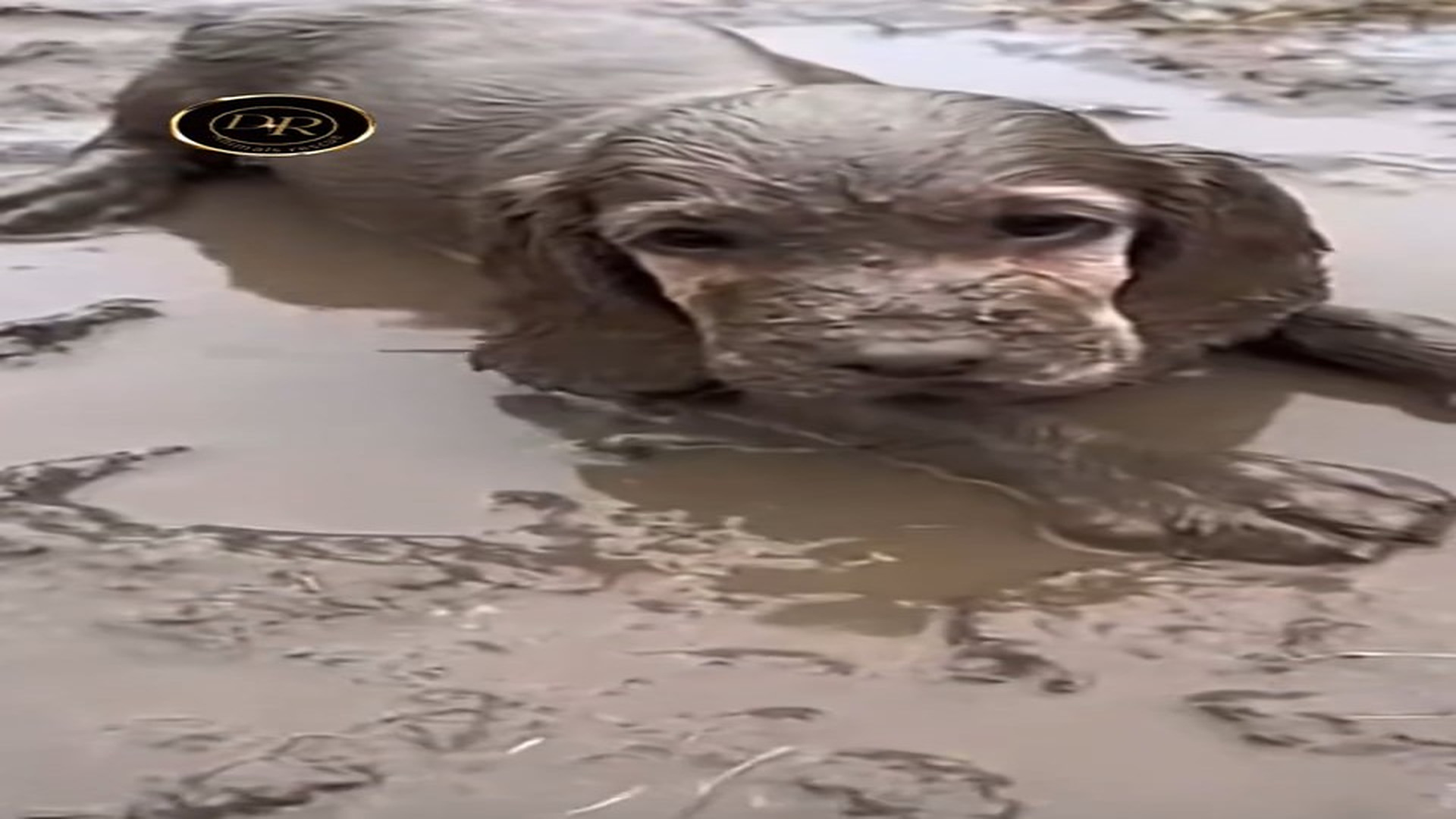 Full Video : N1108049_They saved dog stuck in mud#animals #rescue #dog