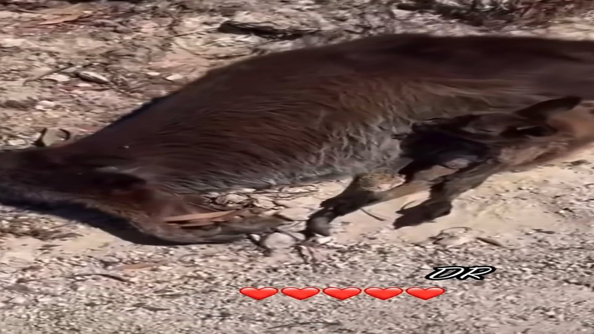 Full Video : N1108051_This baby kangaroo was rescued after its mother died on the side of the road.#babykangaroo #rescue #