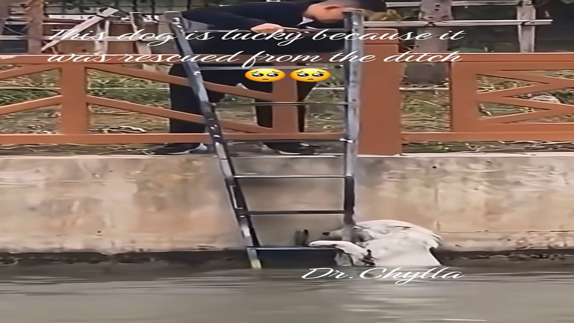 Full Video : N1108054_This dog is lucky because it was rescued from the ditch#dog #dogrescue #rescue #petsoftiktok