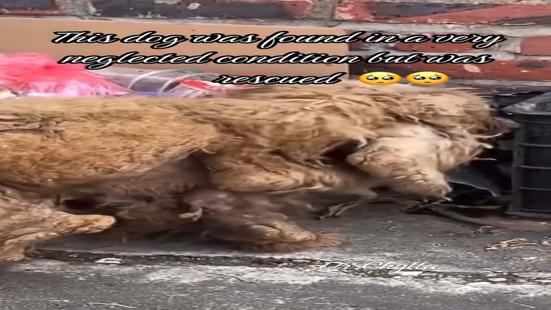 Full Video : N1108057_This dog was found in a very neglected condition but was rescued#rescueanimals #dog #rescue #petsoft
