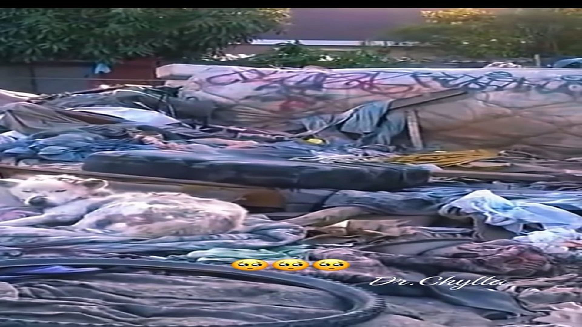Full Video : N1108061_This dog was rescued from the dump.#dog #rescue #animals #animalsoftiktok