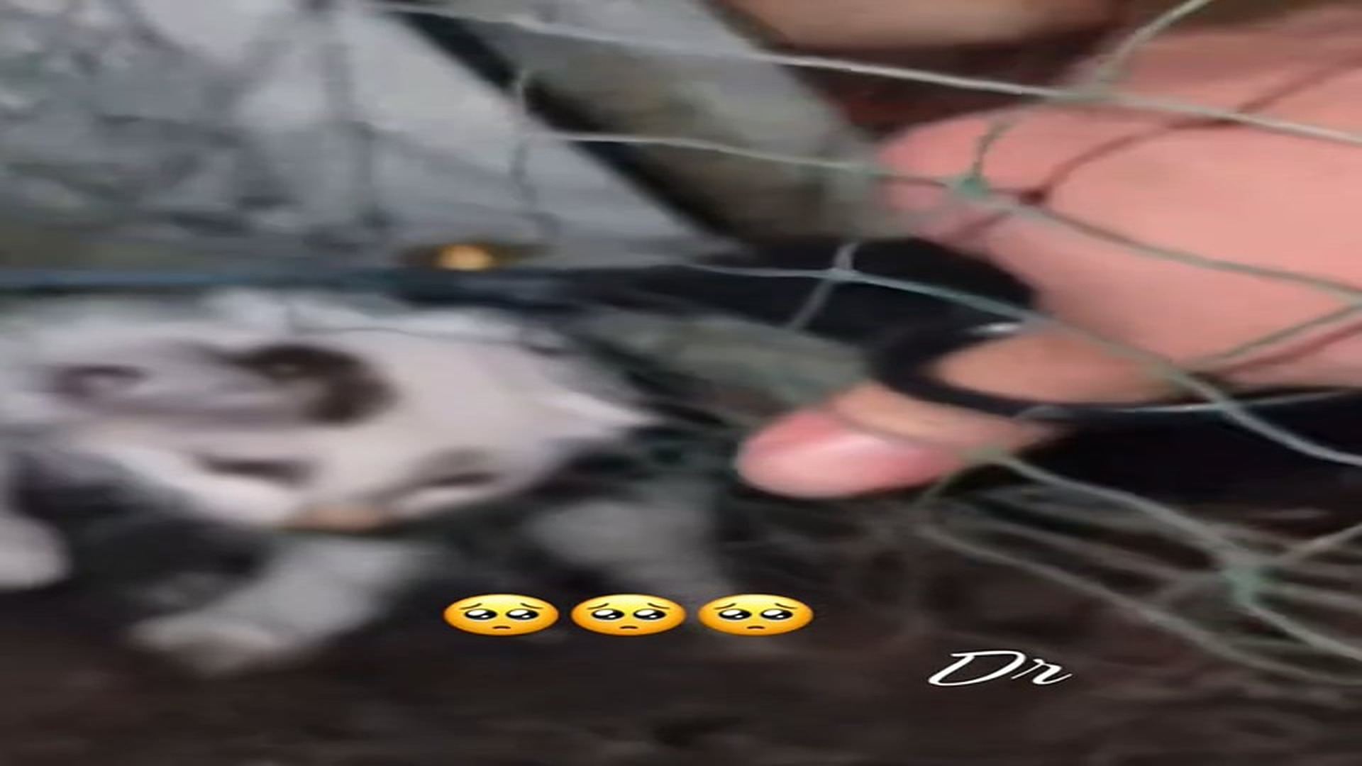 Full Video : N1108064_This kitten got tangled in the net.#cat #rescue #animals#animalsoftiktok