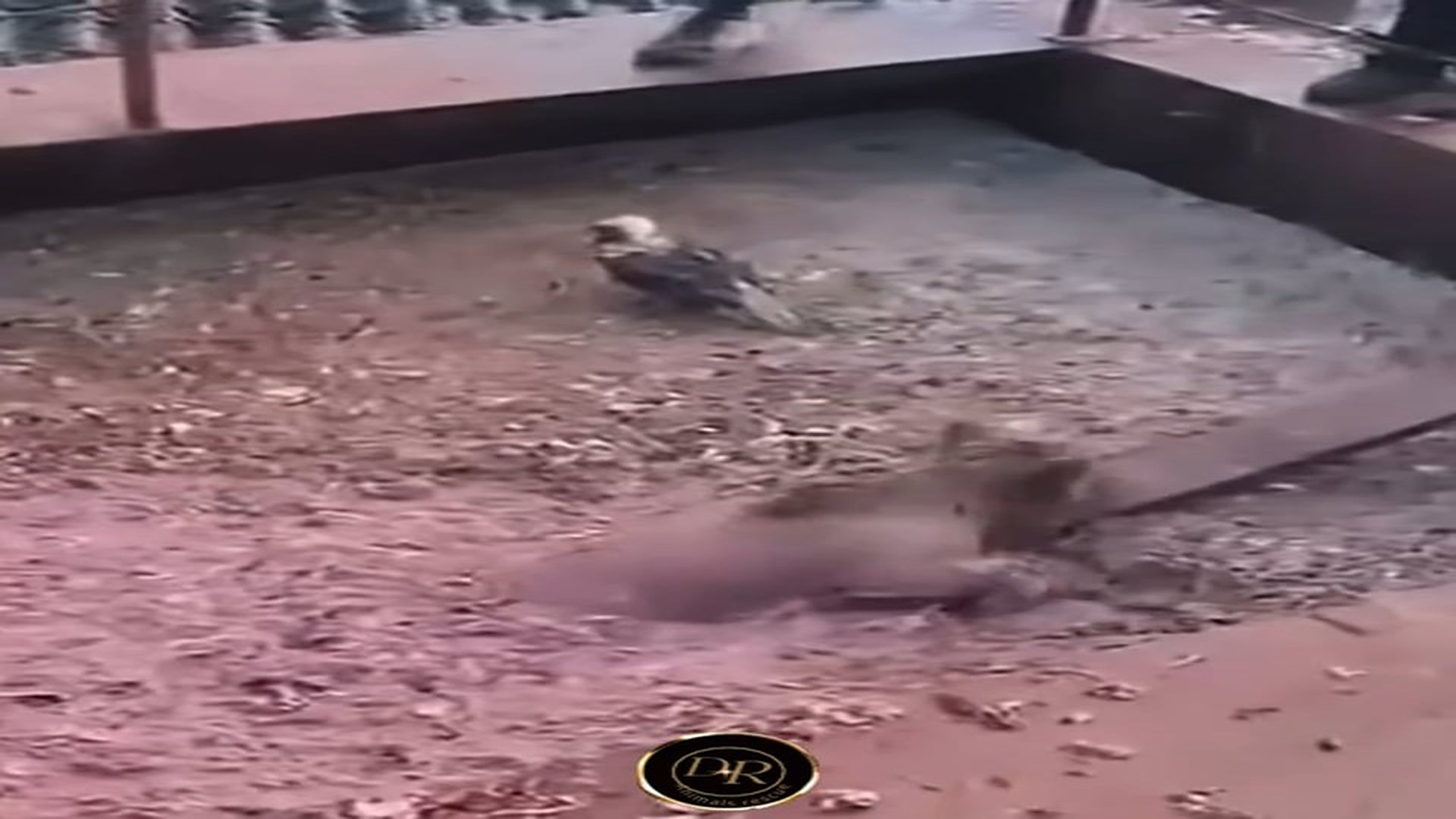 Full Video : N1108066_This little bear had to be rescued from the mud.#animals #rescue #bear