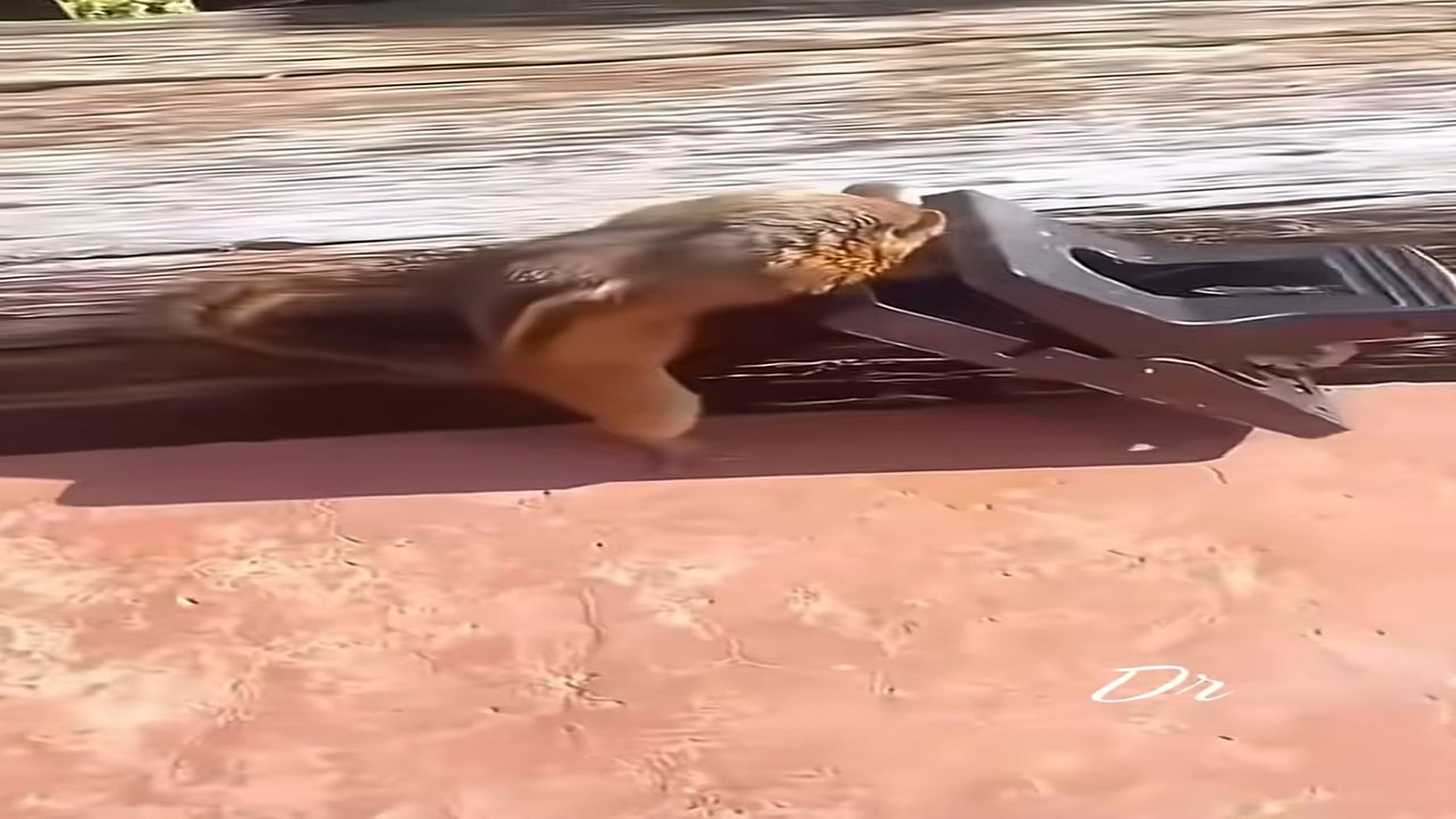 Full Video : N1108068_This little squirrel got caught in a trap.#squirrelrescue #rescue #animals #animalsoftiktok