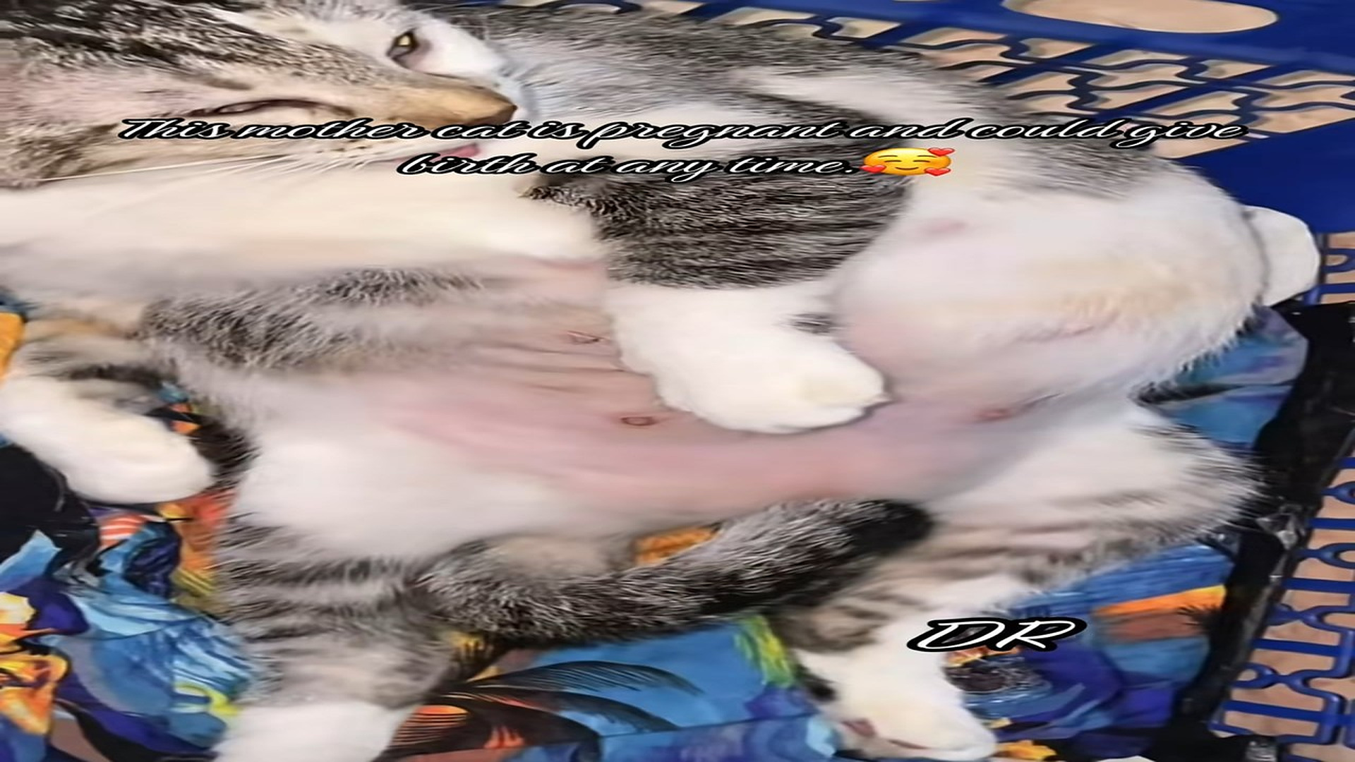 Full Video : N1108074_This mother cat is pregnant and could give birth at any time.#animals #rescue #cat