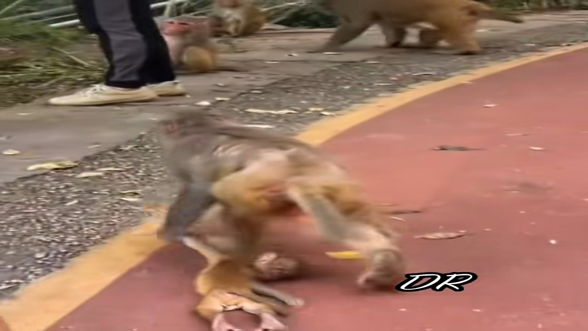 Full Video : N1108075_This mother monkey abuses her little one, so they are taken from her.#animals #rescue #monkey