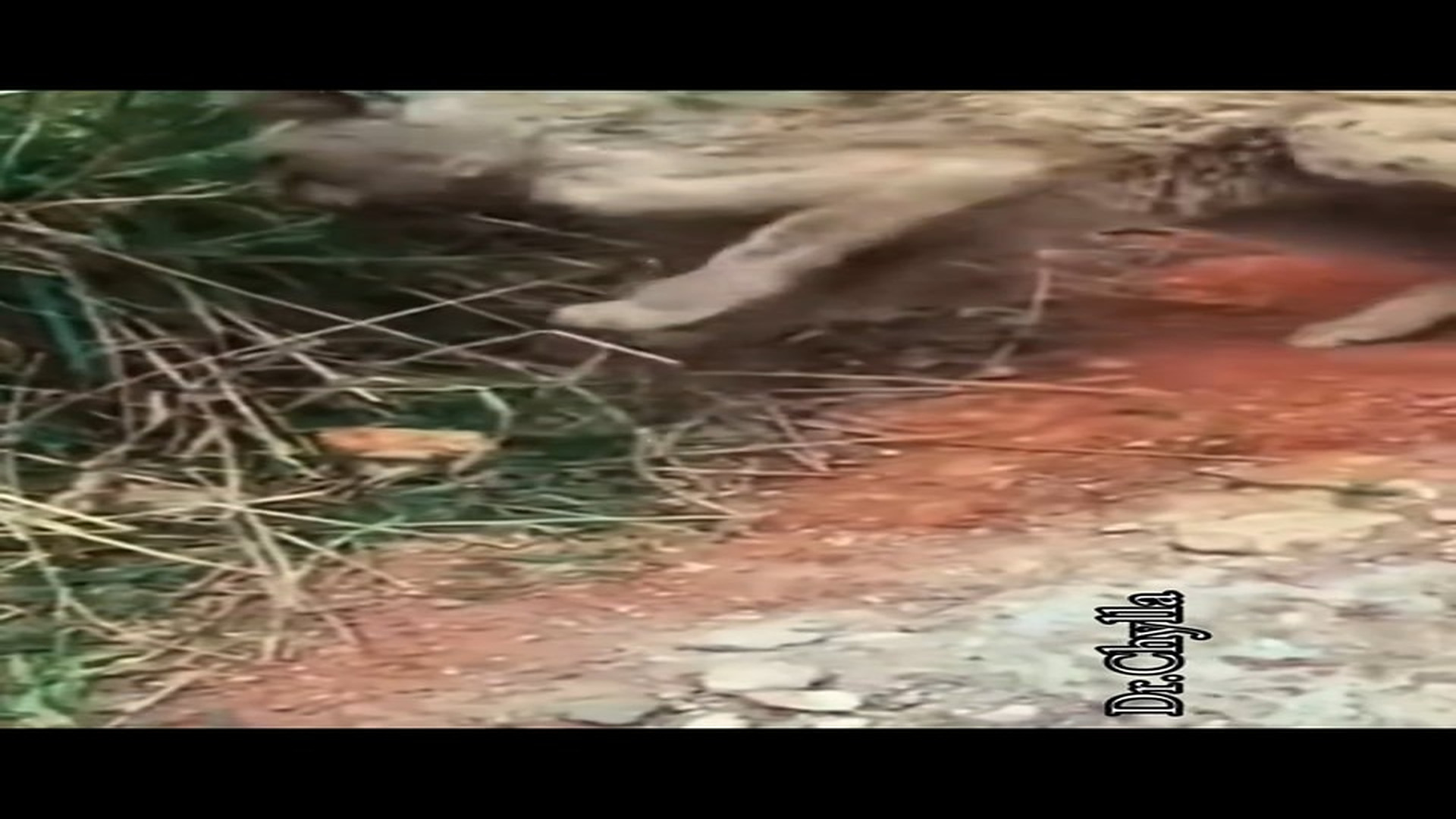 Full Video : N1108083_This severely infected kitten was rescued and brought home#animals #rescue #cat #petsoftiktok