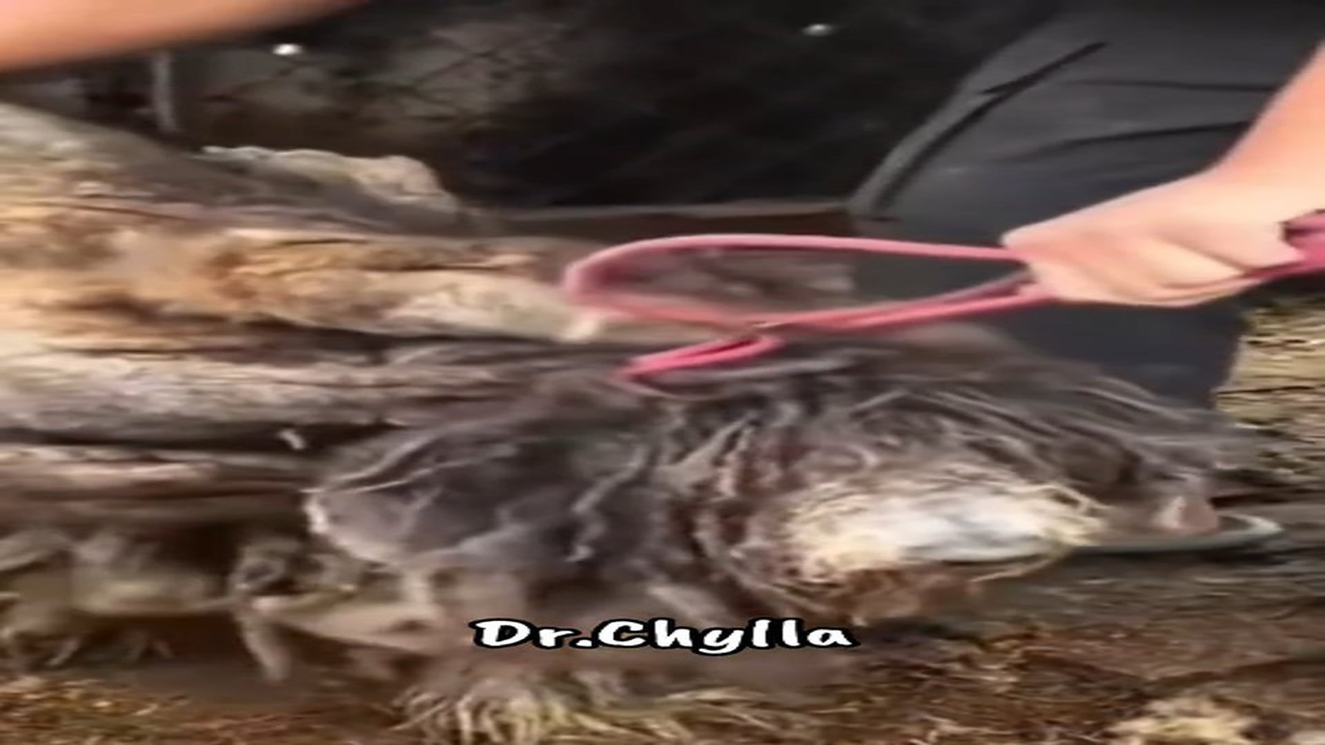 Full Video : N1108085_This severely neglected dog was rescued and adopted.#animals #rescue #dog
