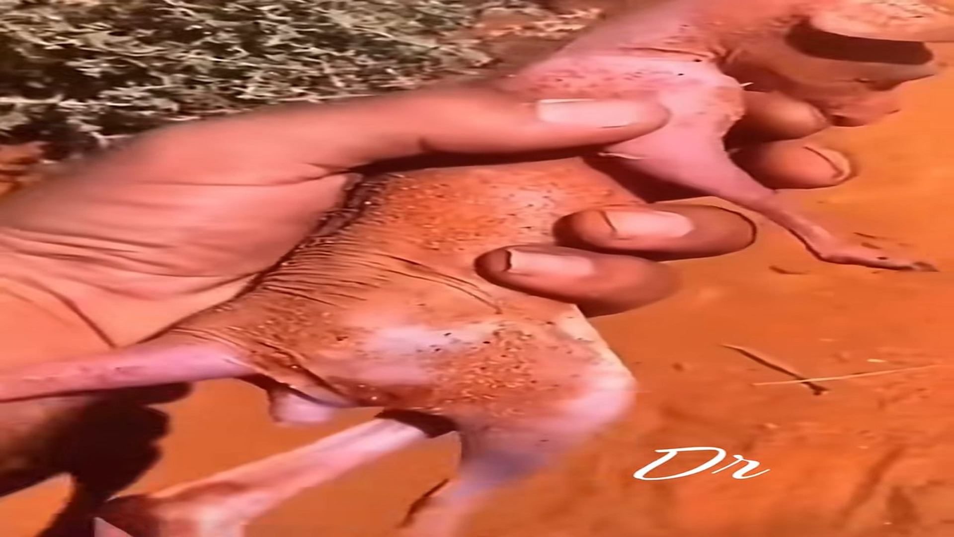 Full Video : N1108087_This tiny newborn kangaroo is rescued from the heat of the Australian desert#animals #rescue #kangar