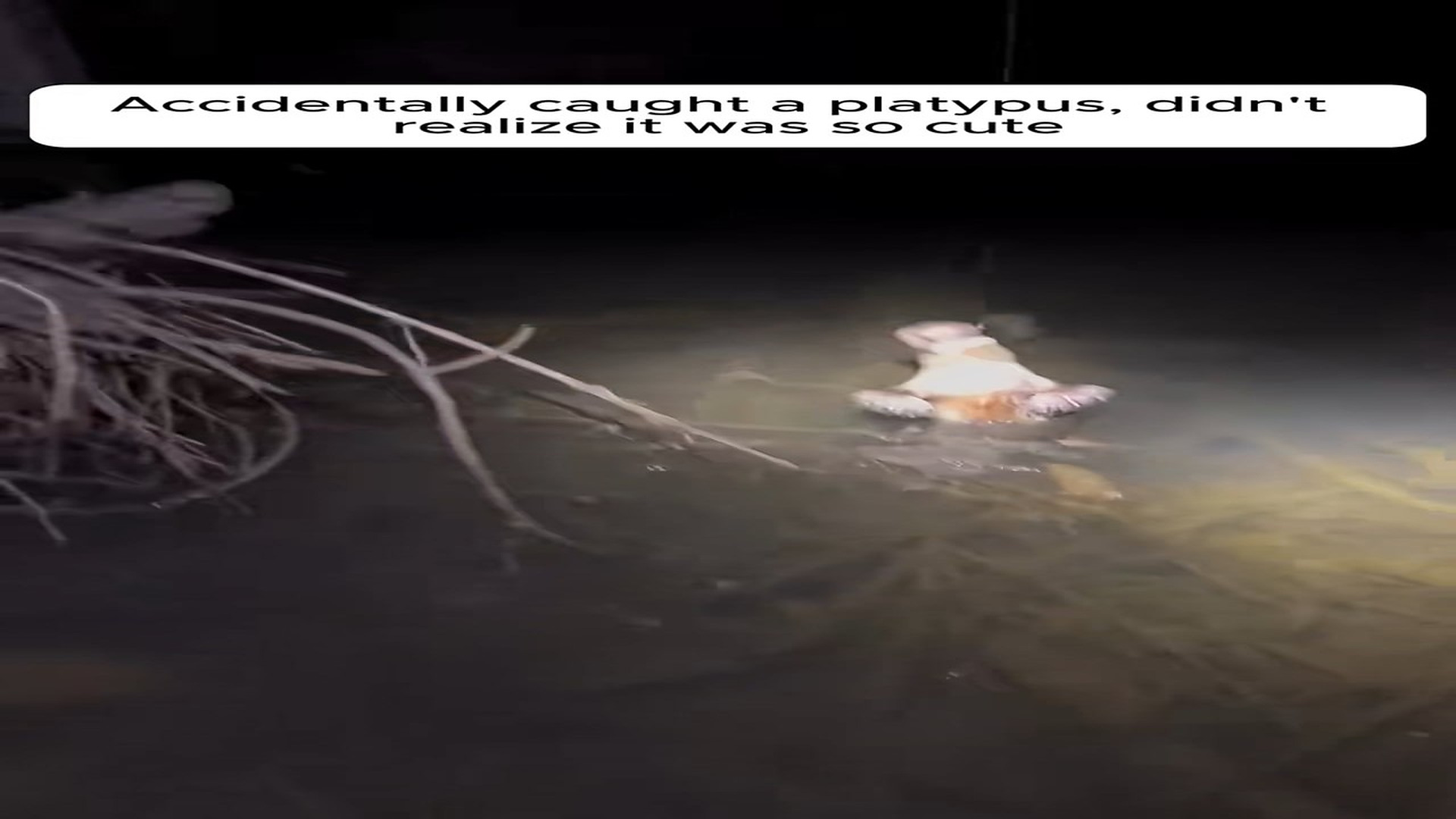 Full Video : N1308002_Accidentally caught a platypus, didn't realize it was so cute.#animals #animalrescue #rescue #animal
