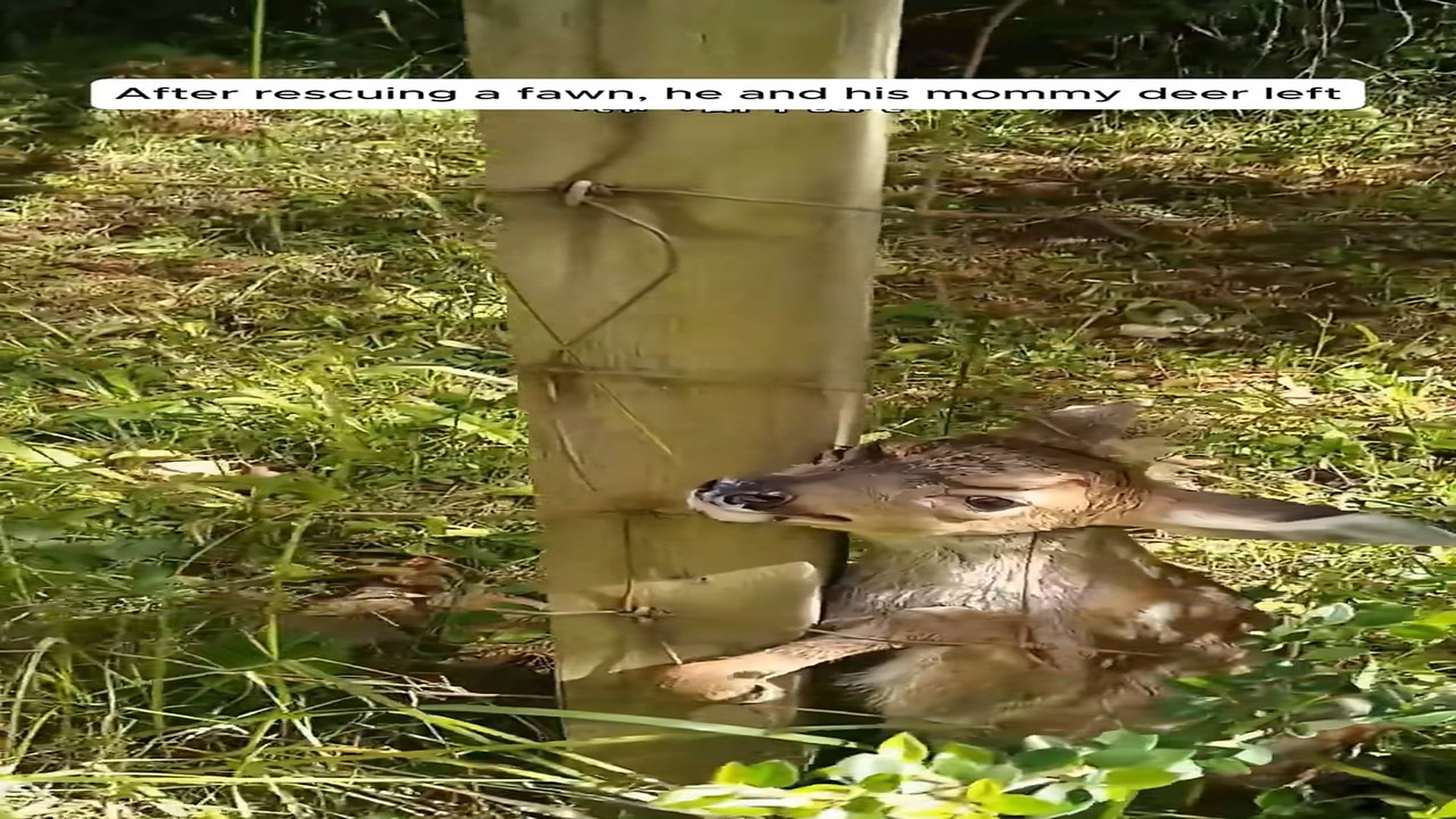 Full Video : N1308003_After rescuing a fawn, he and his mommy deer left.The surprise came the next day when the deer mom d